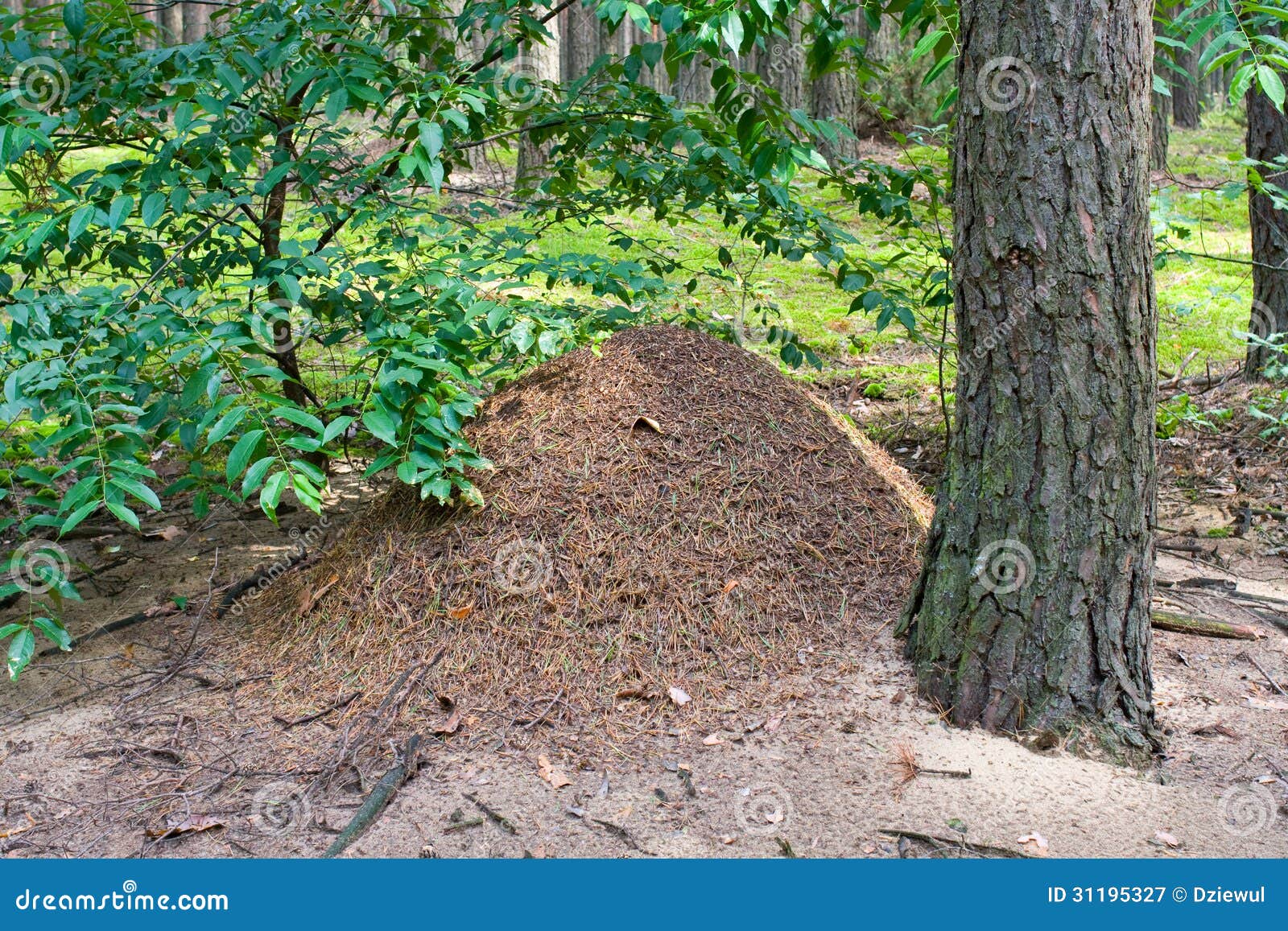 The Big Ant Hill in Coniferous Wood Stock Image Image of colony