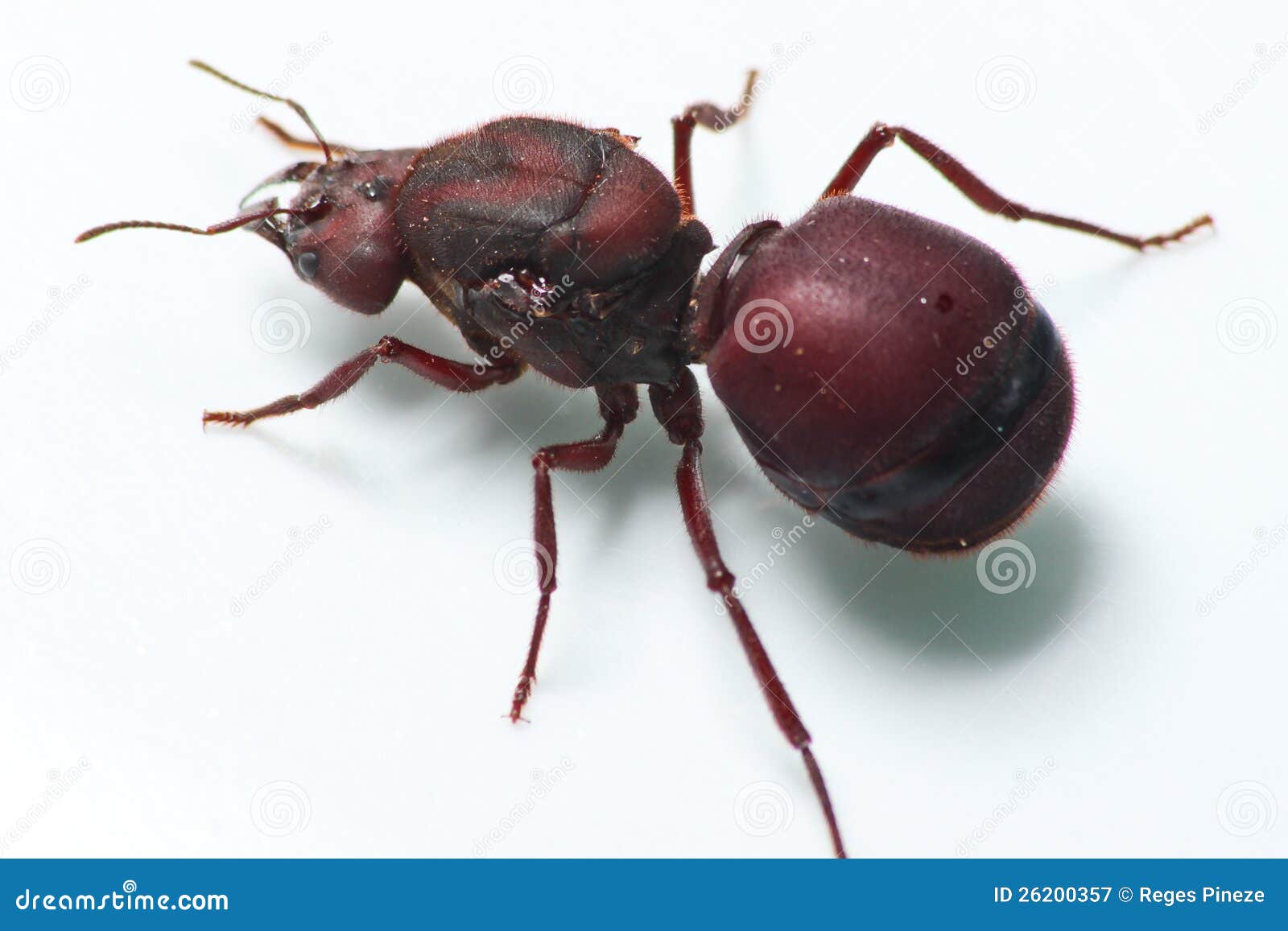 Big ant Tanajura stock image. Image of studio, monster - 26200357