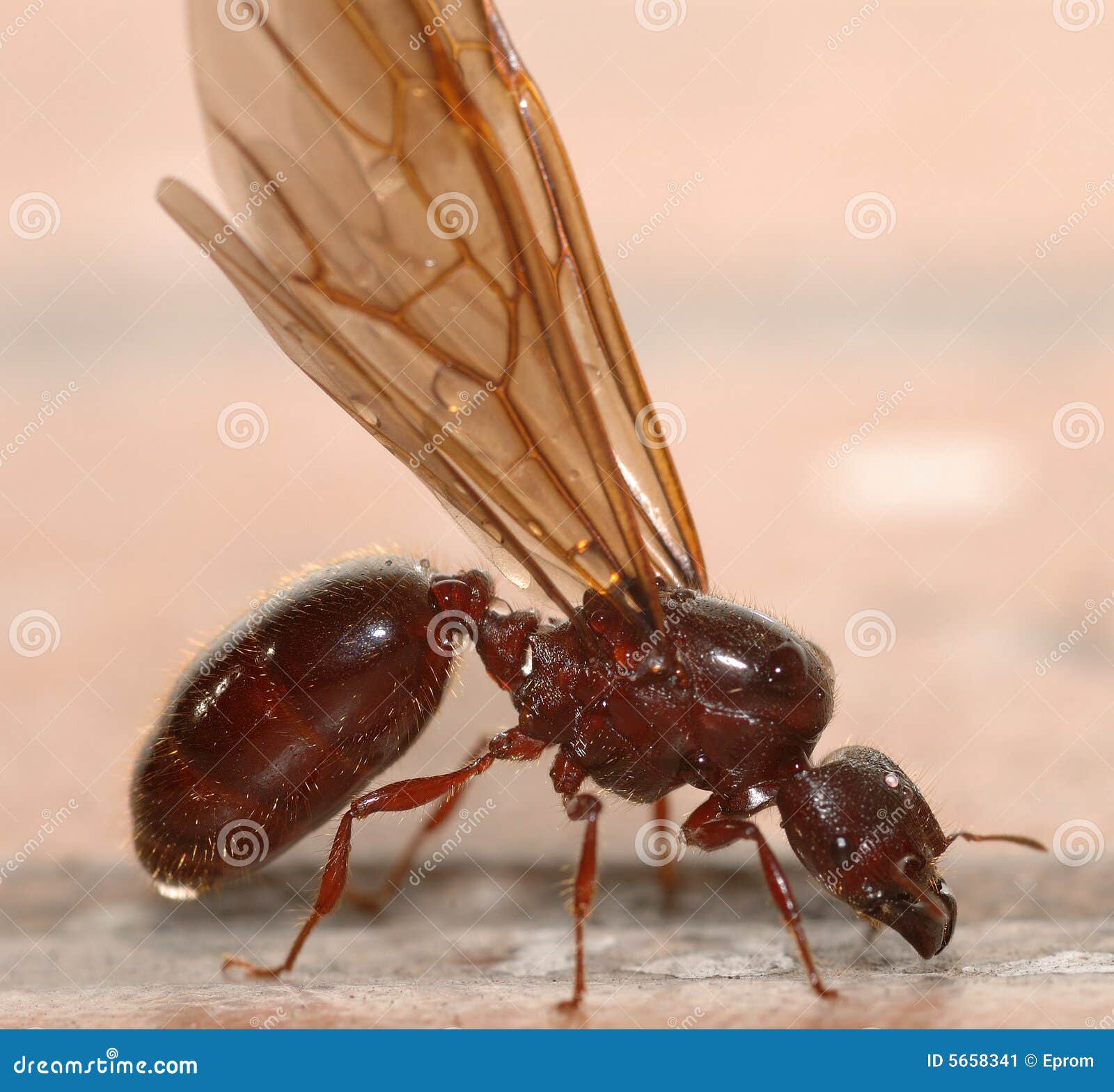 4,604 Big Ant Stock Photos - Free & Royalty-Free Stock Photos from  Dreamstime