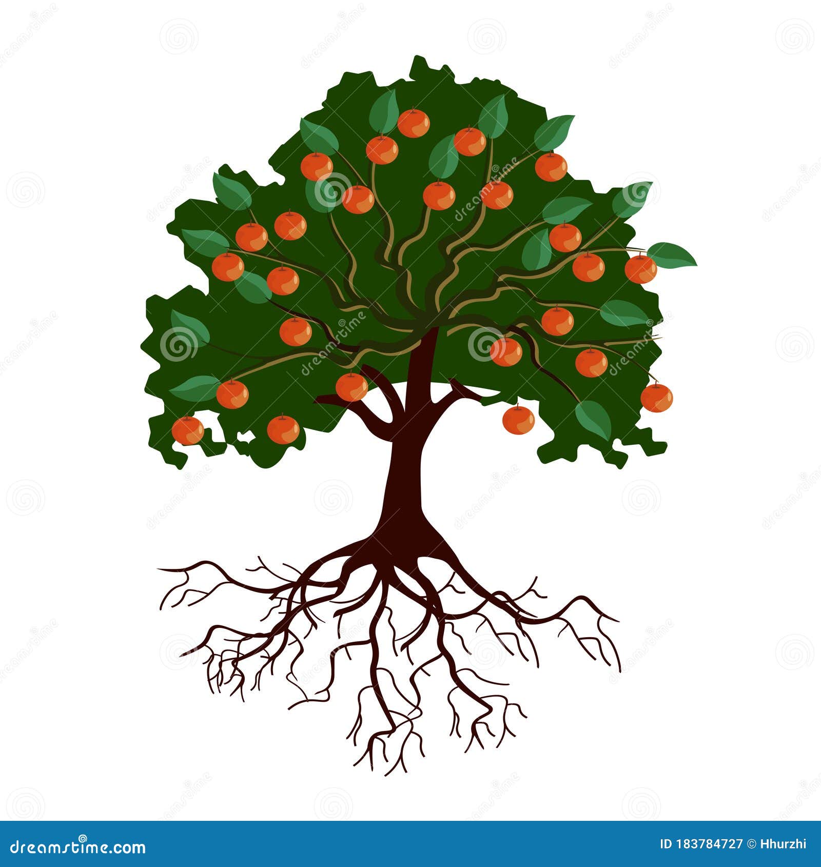 Big Apple Tree with Fruits and Roots Stock Vector Illustration of