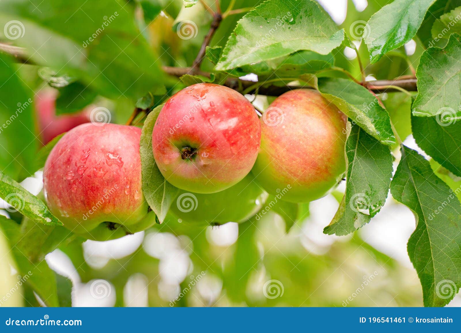 https://thumbs.dreamstime.com/z/big-apple-trees-vegetable-fruit-garden-autumn-seasonal-harvest-red-ripe-apples-branch-orchard-water-drops-wet-196541461.jpg