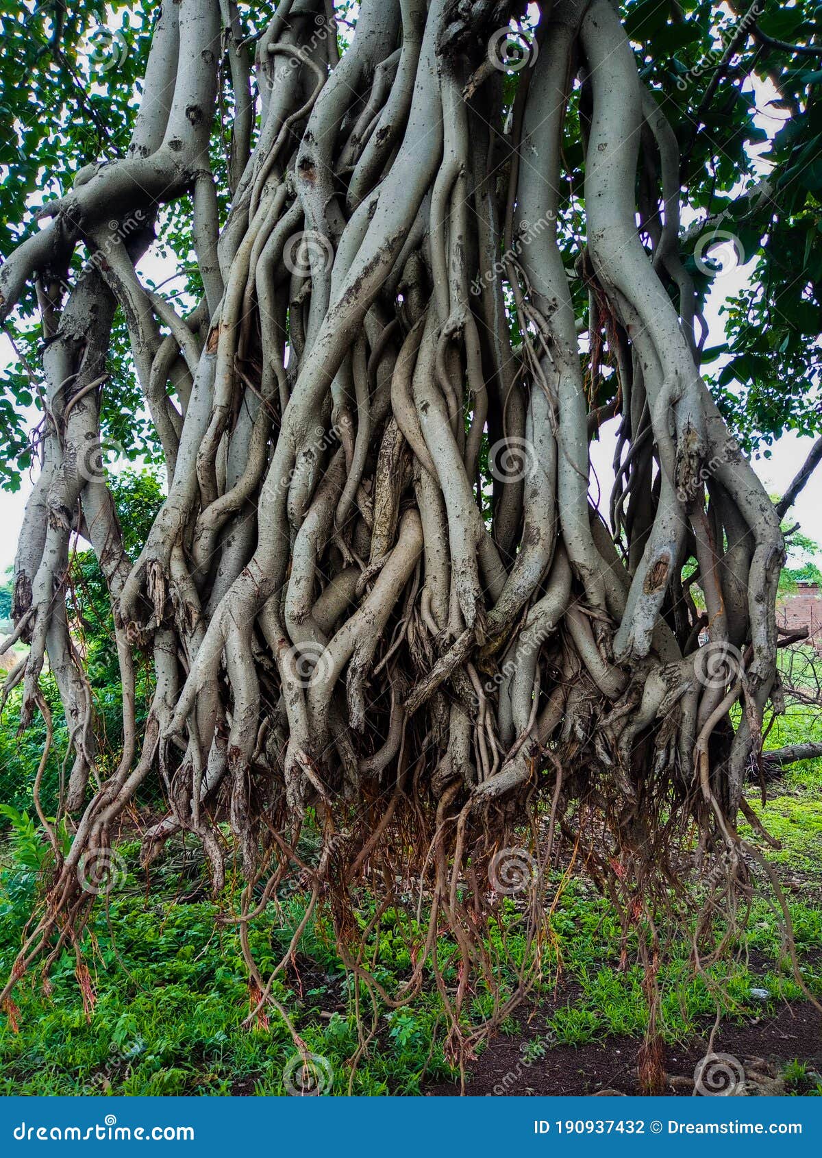Big banyan tree roots stock photo. Image of wallpaper - 190937432 Big banyan tree roots stock photo. Image of wallpaper - 190937432