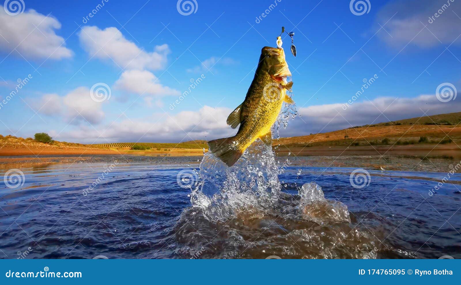 big bass large mouth - fishing