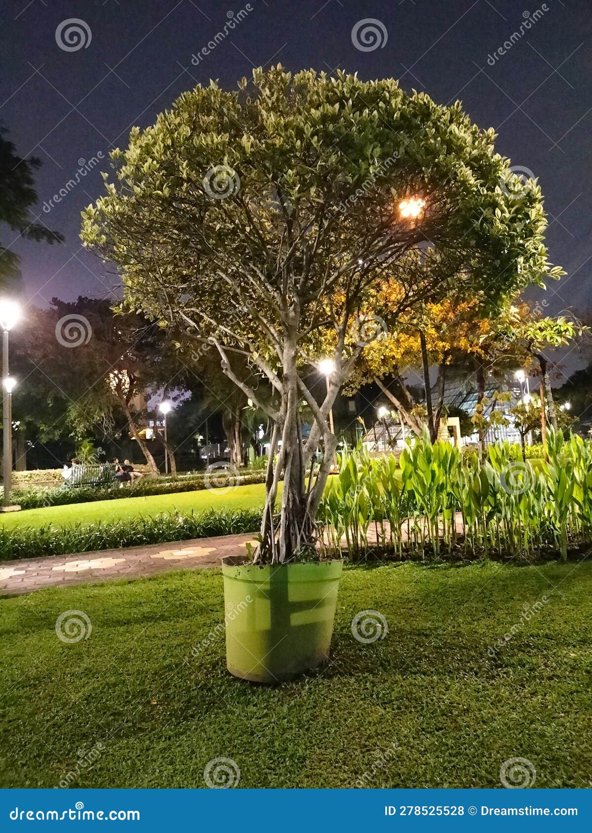 Big and Beautiful Green Tree in the Middle of the Night Stock Photo