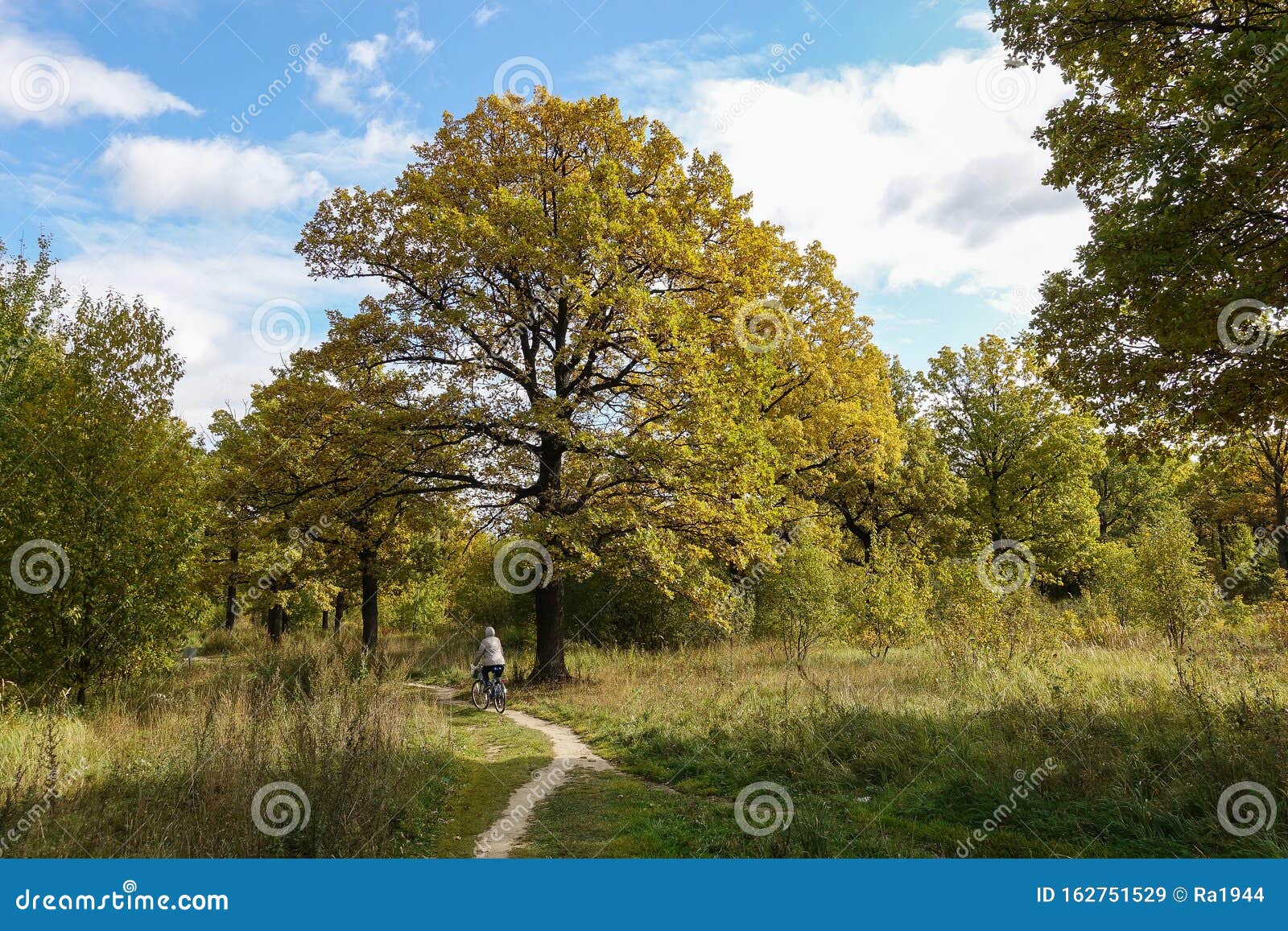 Big Beautiful Oak in a Clearing in the Forest Stock Image Image of moss, grass 162751529