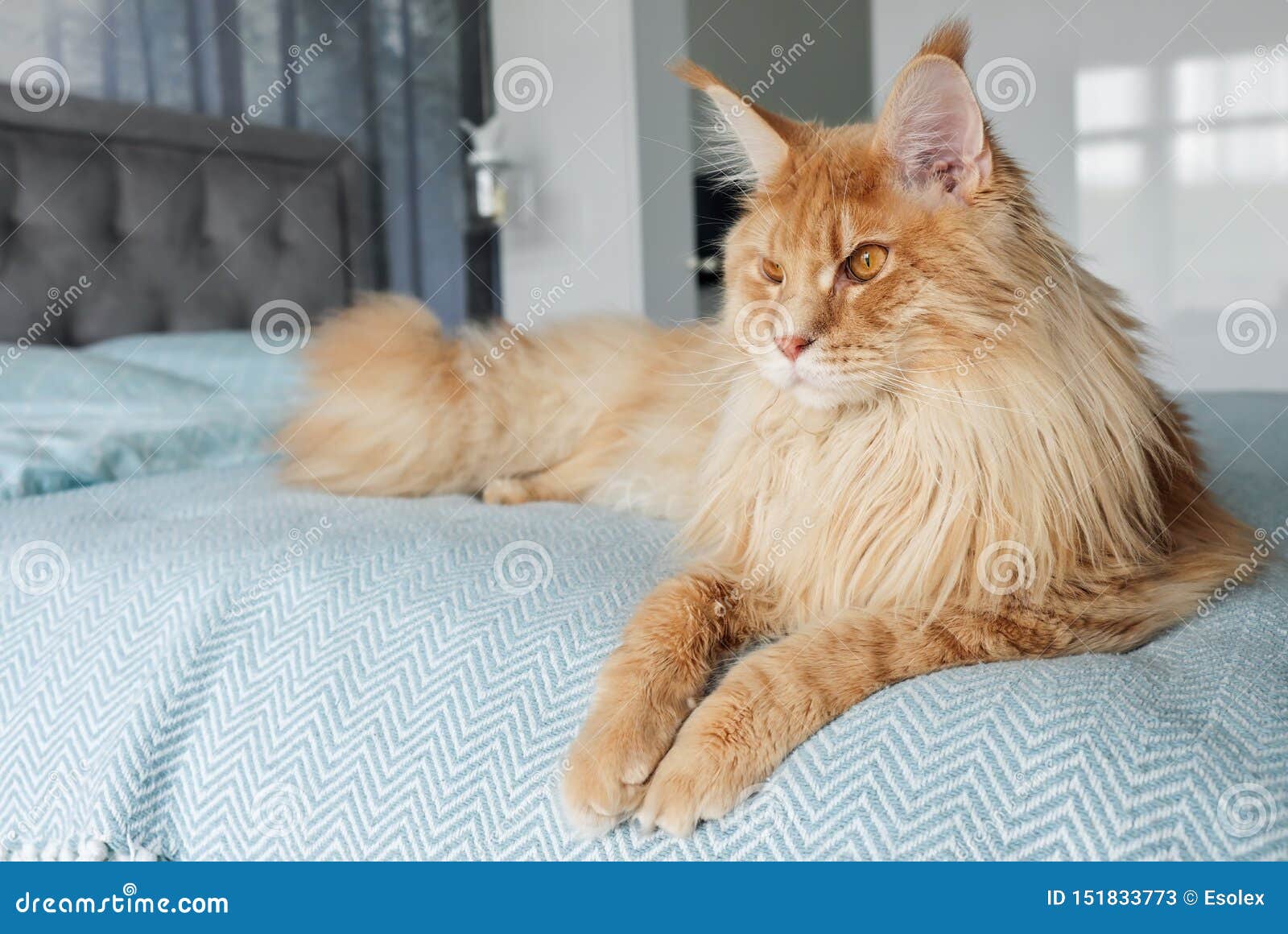 A Big Beautiful Orange  Maine Coon Cat  Lies On The Bed In 