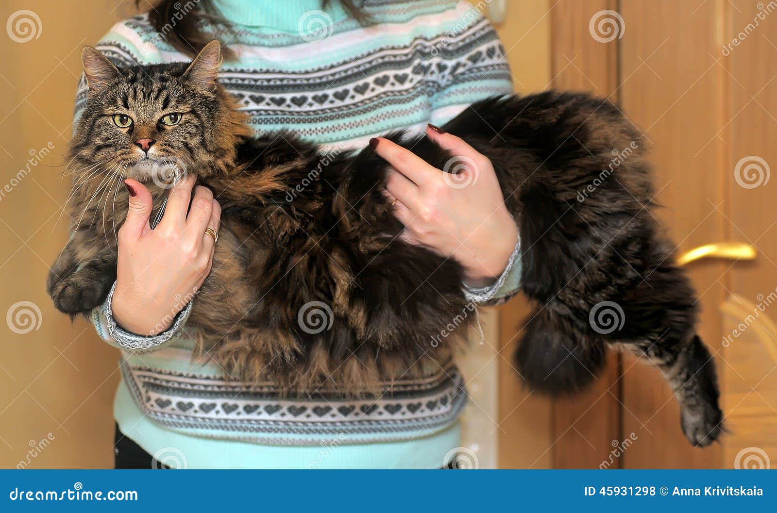  Big  beautiful Siberian  cat  stock photo Image of cuddly 