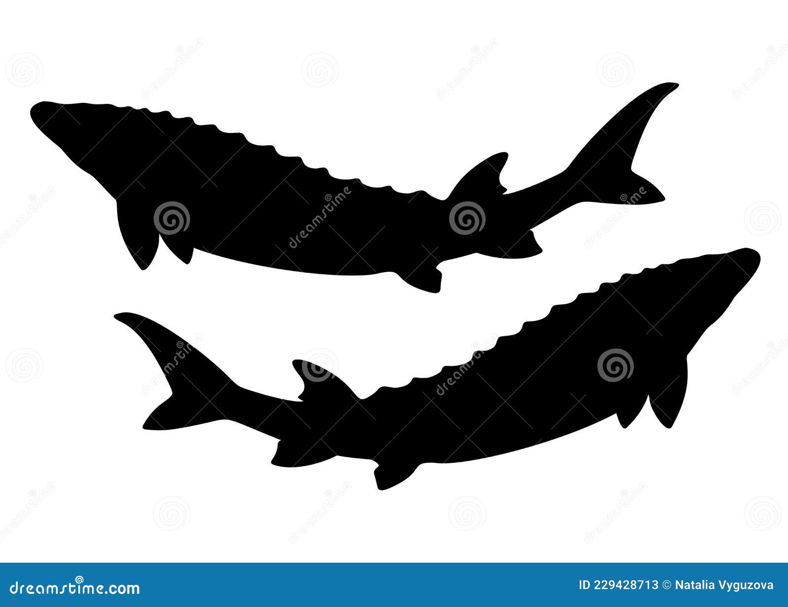 Sturgeon, Vector Cartoon Illustration | CartoonDealer.com #66253284