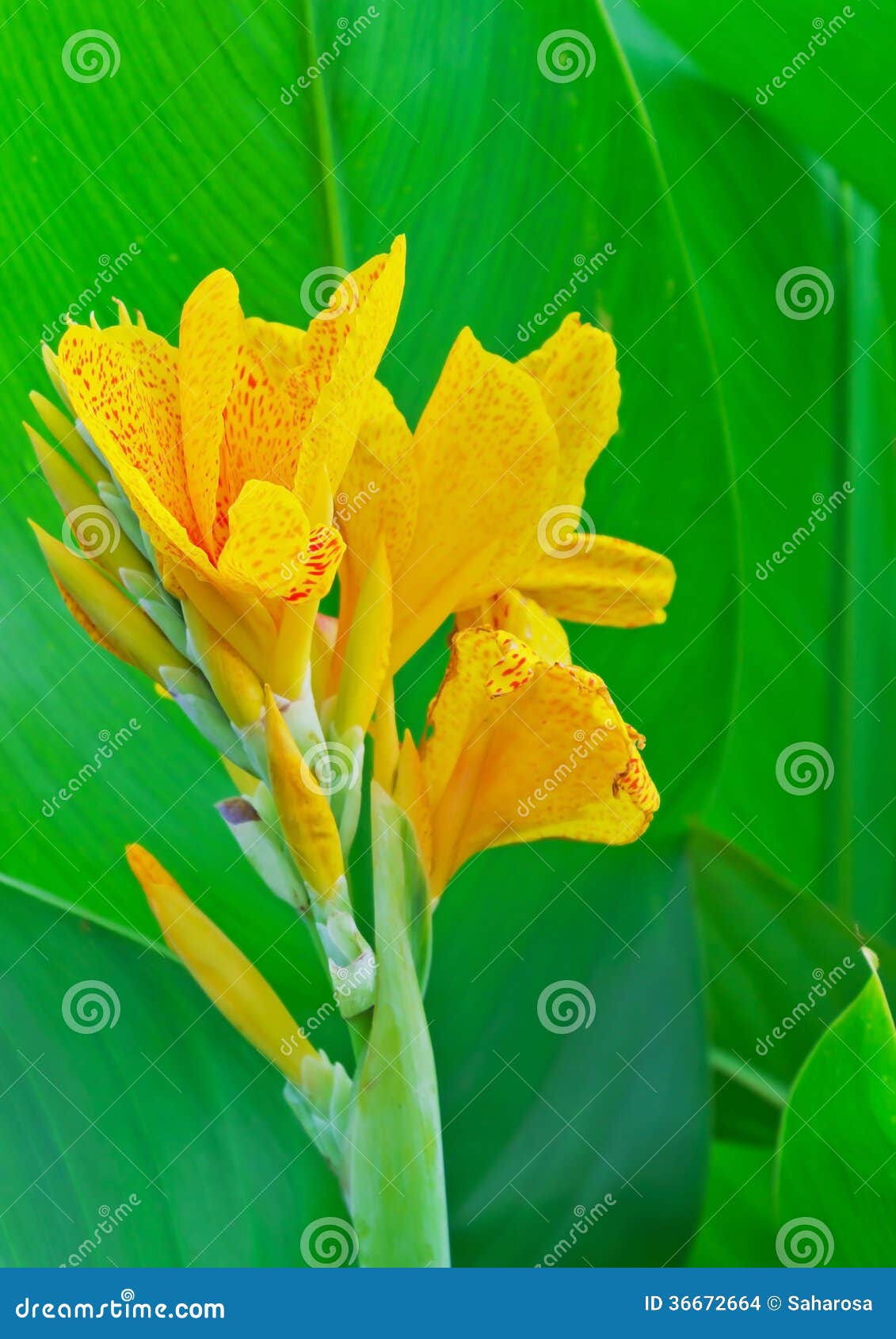 Big Beautiful Yellow Flower Stock Photo Image of nature, colors 36672664