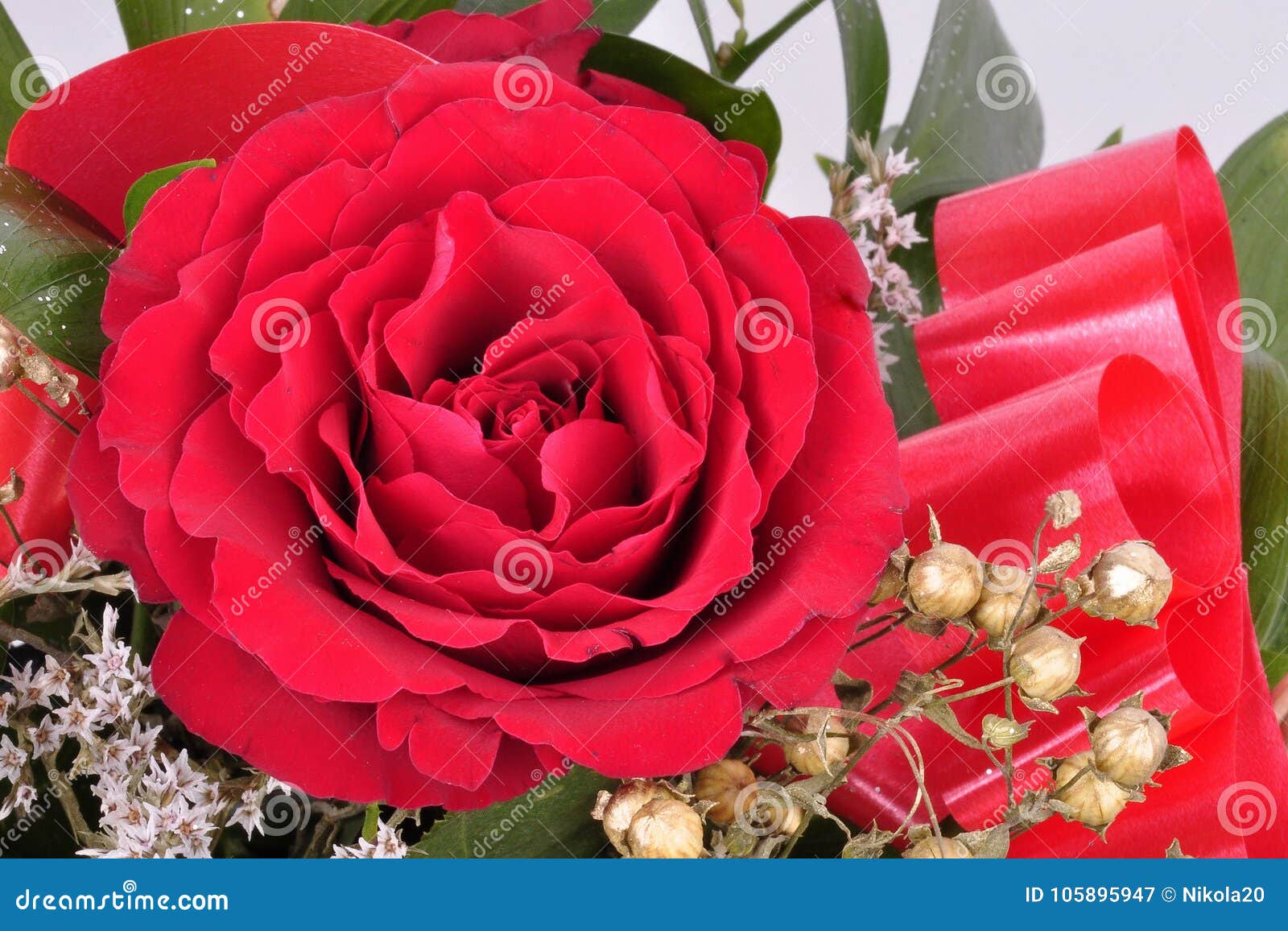 big beautifulof red roses flower. texture ped colors. valentine