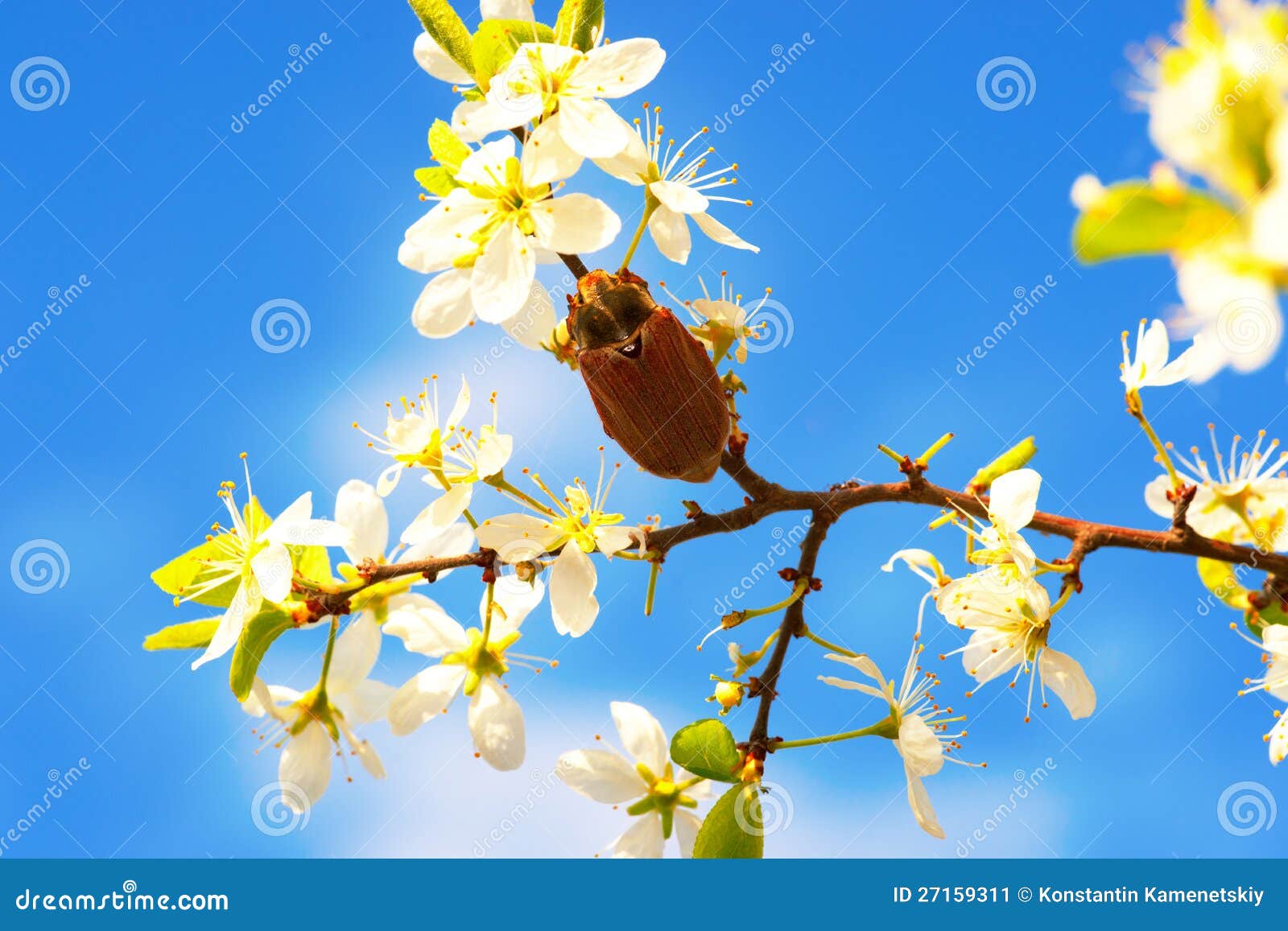 Big Beetle on Branch Blooming Fruit Tree Stock Image Image of botany