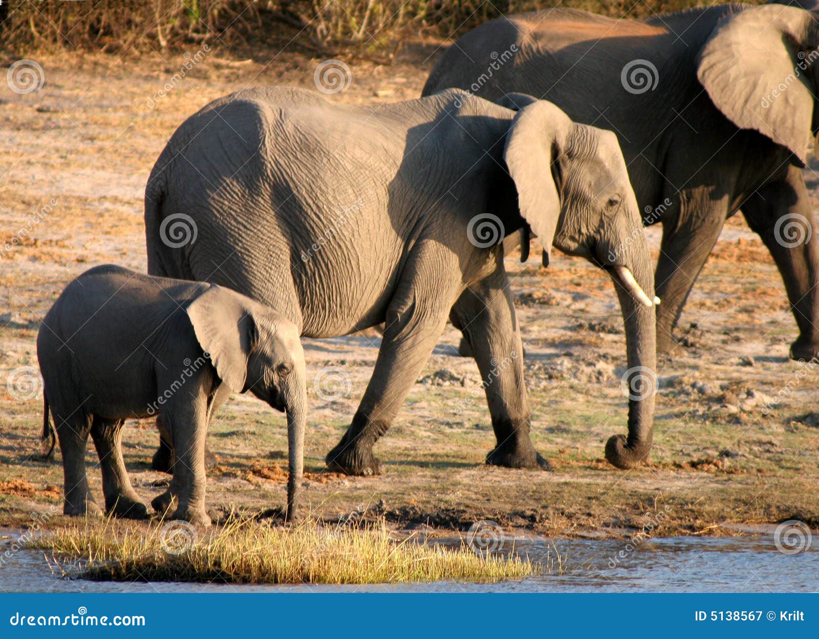 Big, Bigger, Biggest stock image. Image of savannah, desert - 5138567