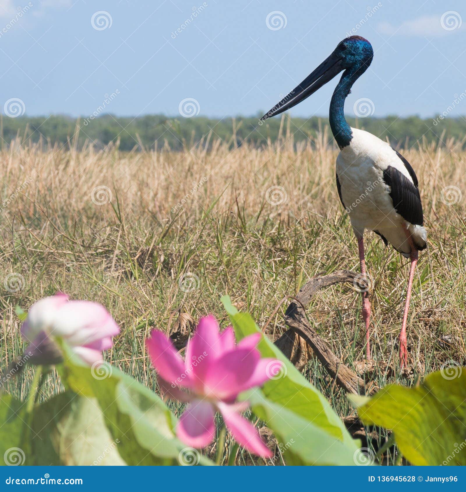 Rejse underkjole Taxpayer Big Bird with Blue Haed Standing Close To Riverbanks in Northern Australia  Stock Photo - Image of blue, animal: 136945628