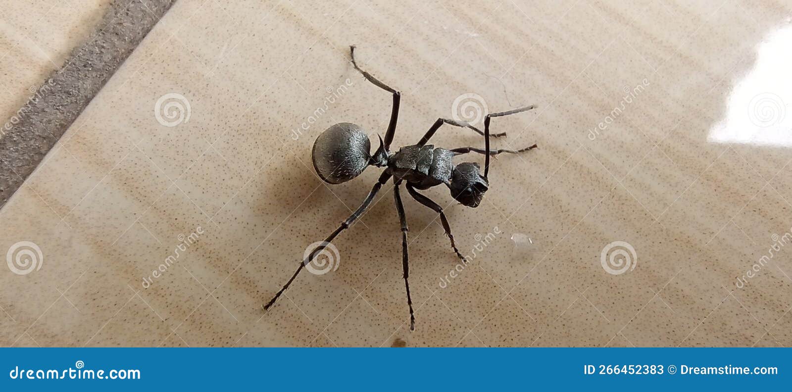 Big black ant stock image. Image of spider, black, insect 266452383