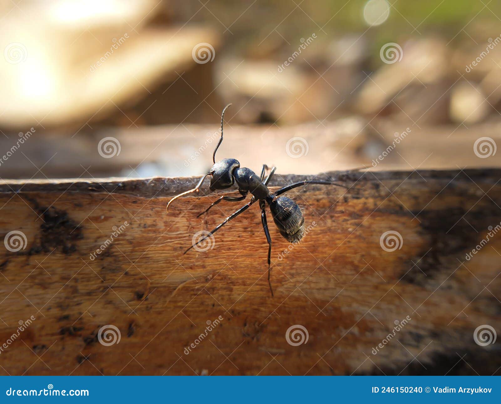 Big Black Ant Crawling on a Tree, Macroshoot Insects Stock Photo