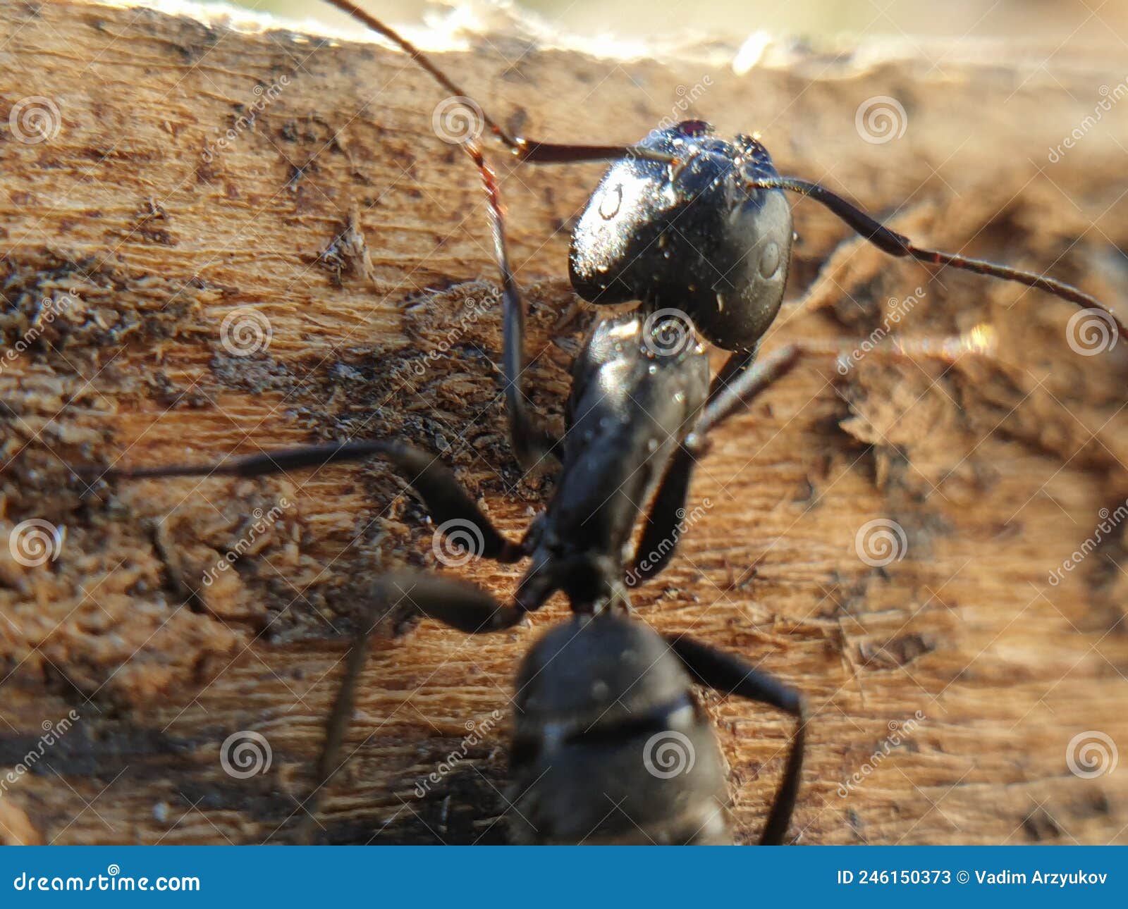 Big Black Ant Crawling on a Tree, Macroshoot Insects Stock Image