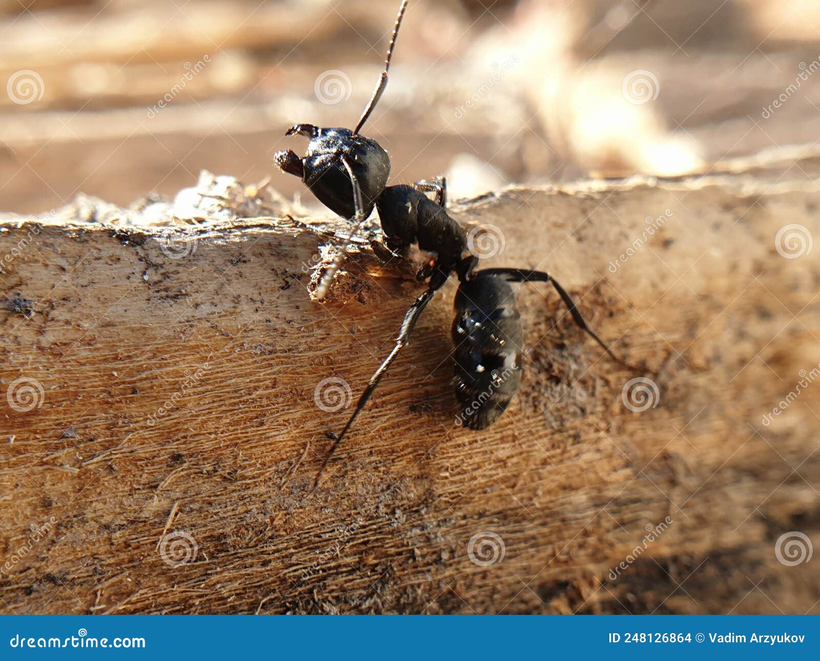 Big Black Ant Crawling on a Tree, Macroshoot Insects Stock Photo