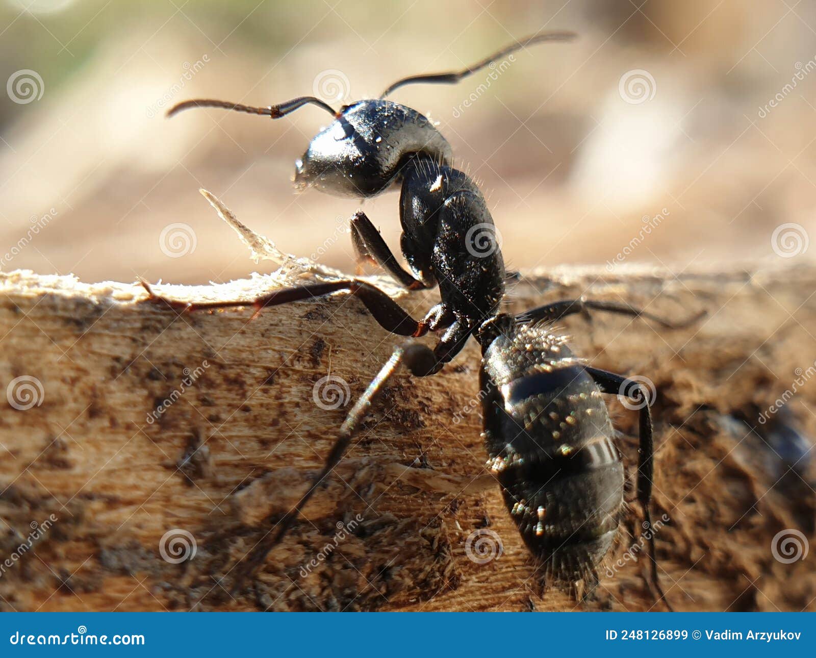Big Black Ant Crawling on a Tree, Macroshoot Insects Stock Image
