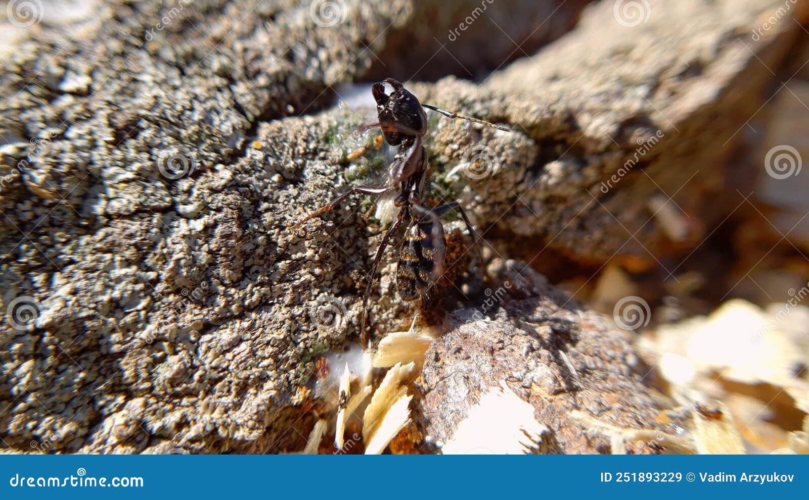 Big Black Ant Crawling on a Tree, Macroshoot Insects Stock Video