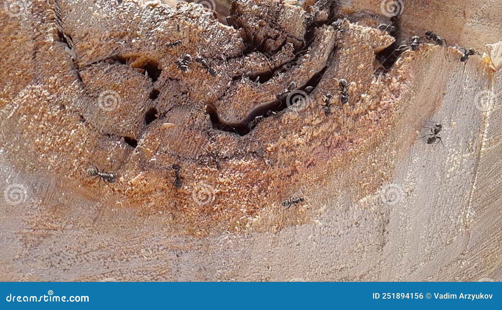 Big Black Ant Crawling on a Tree, Macroshoot Insects Stock Footage