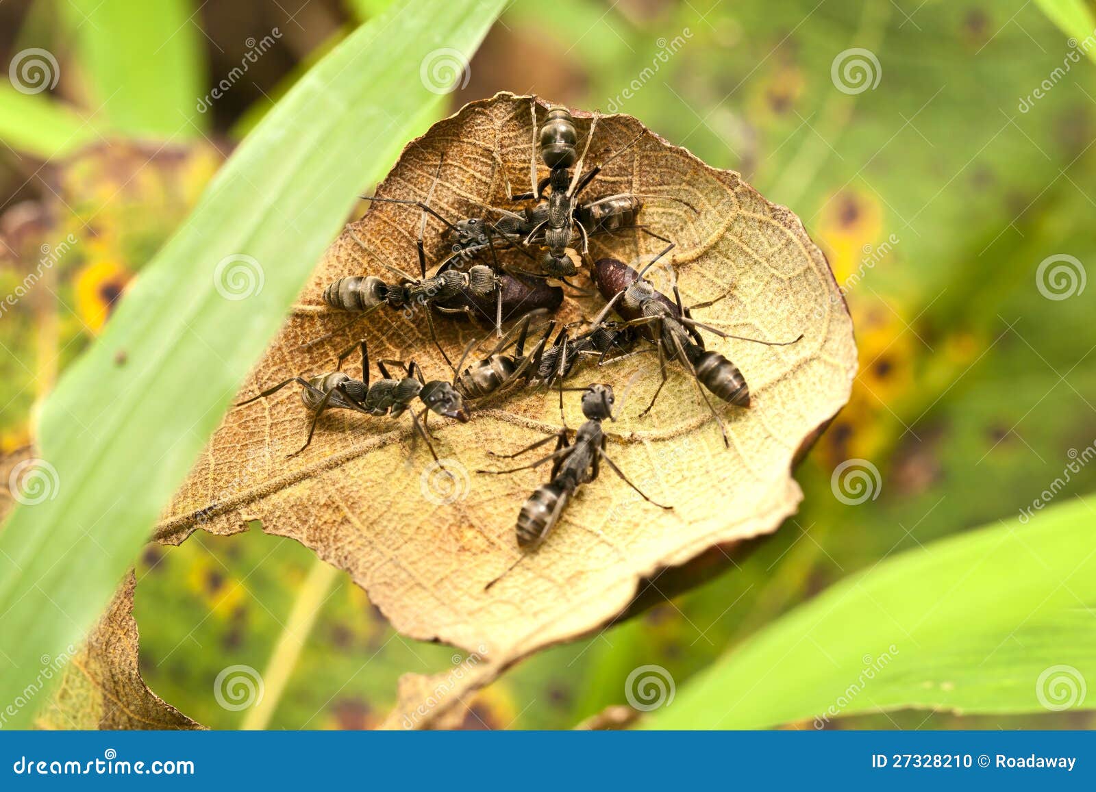 Big Black Ants Protecting Eggs Stock Photo Image of view, wild 27328210