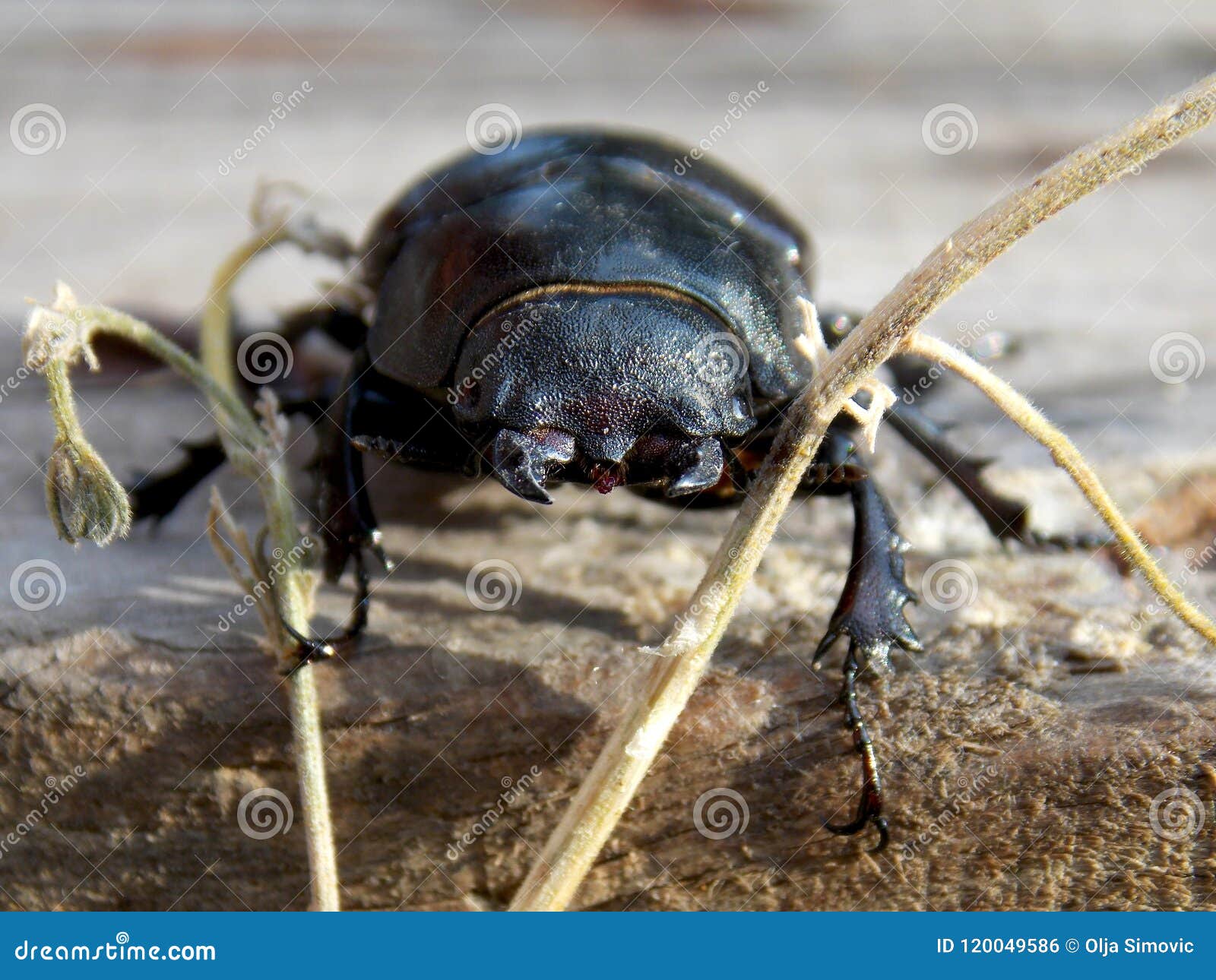 Big black beetle stock photo. Image of animal, black 120049586