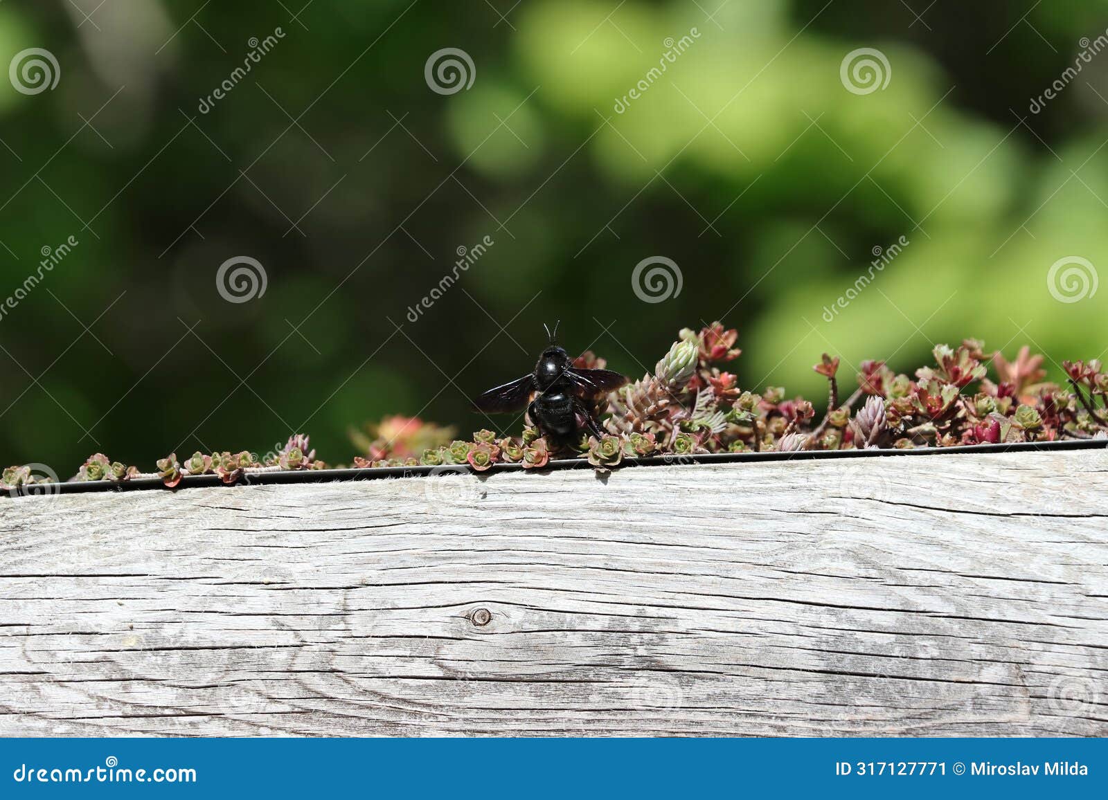 big black bee (xylocopa violacea