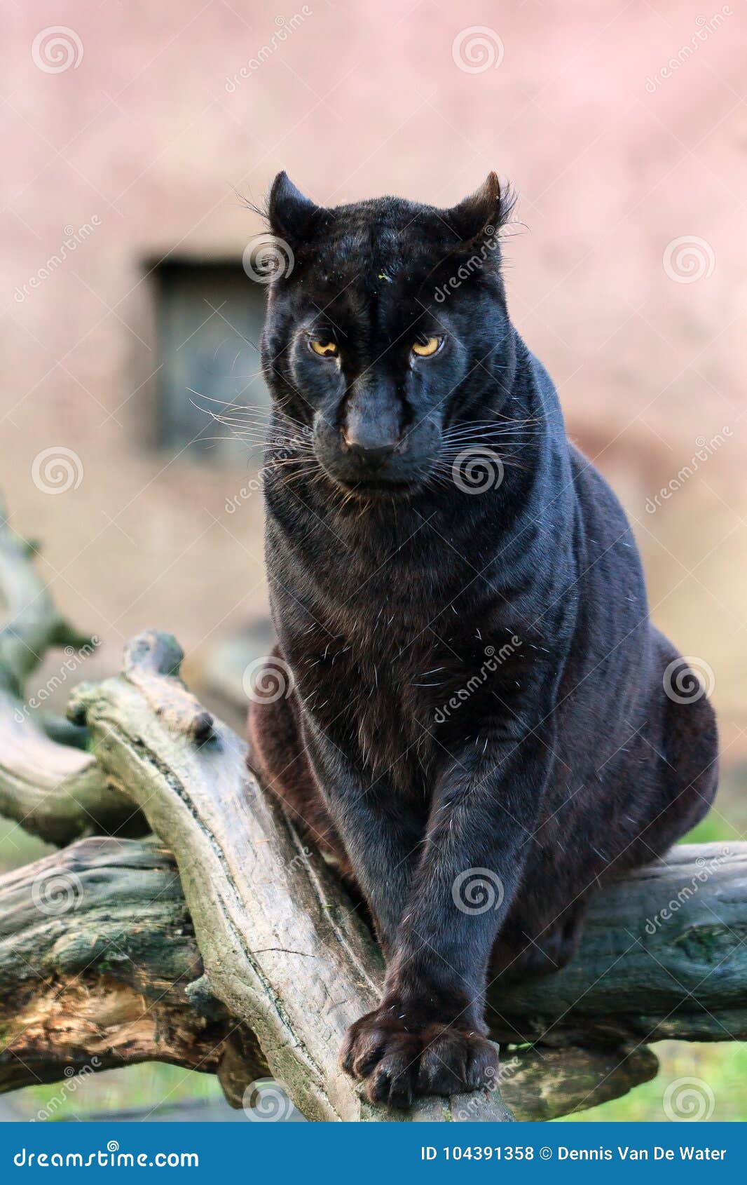 Big black cat stock photo. Image of african, jaguar ...