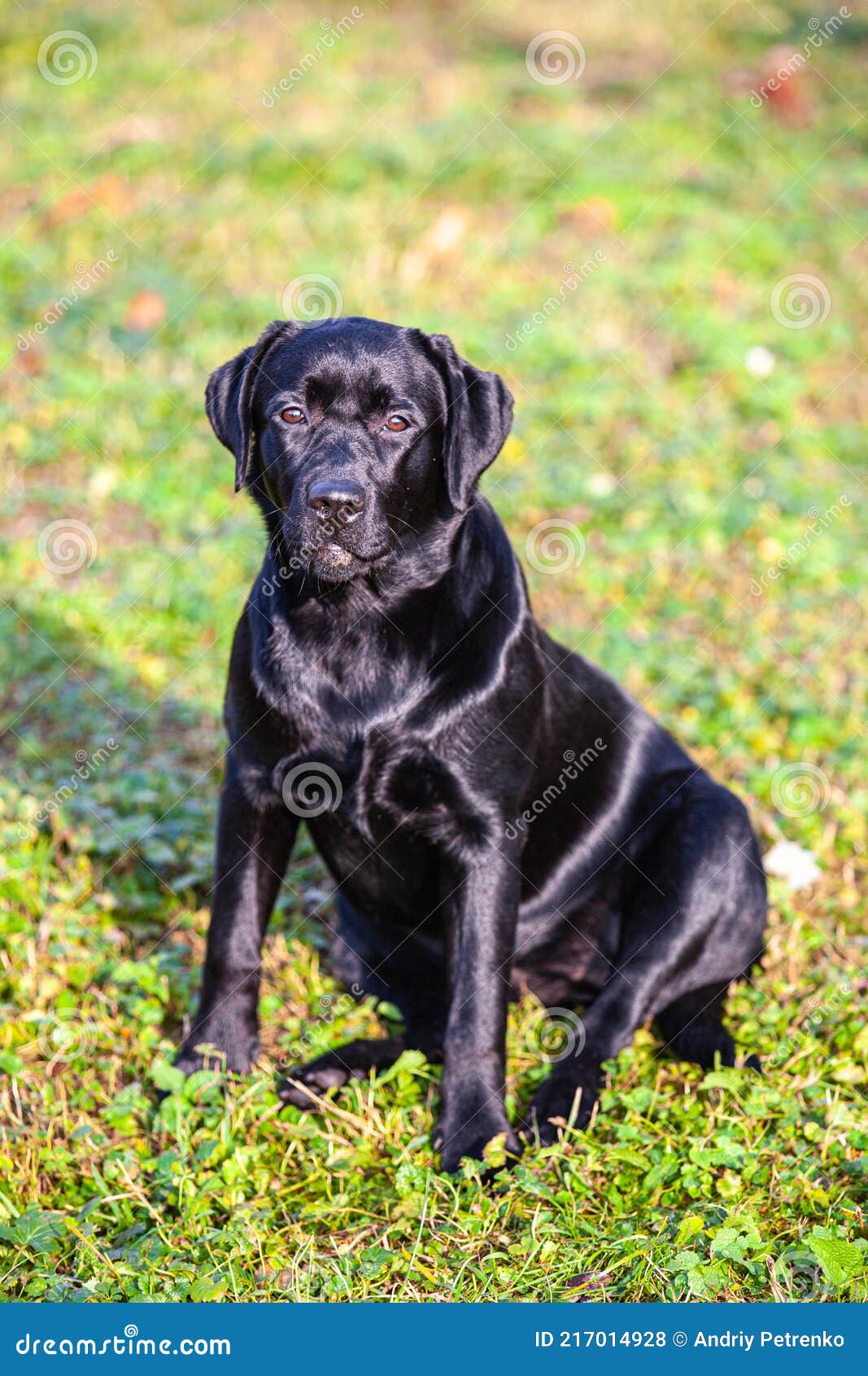 Big Black Dog Labrador Retriever in Nature Stock Photo - Image of ...