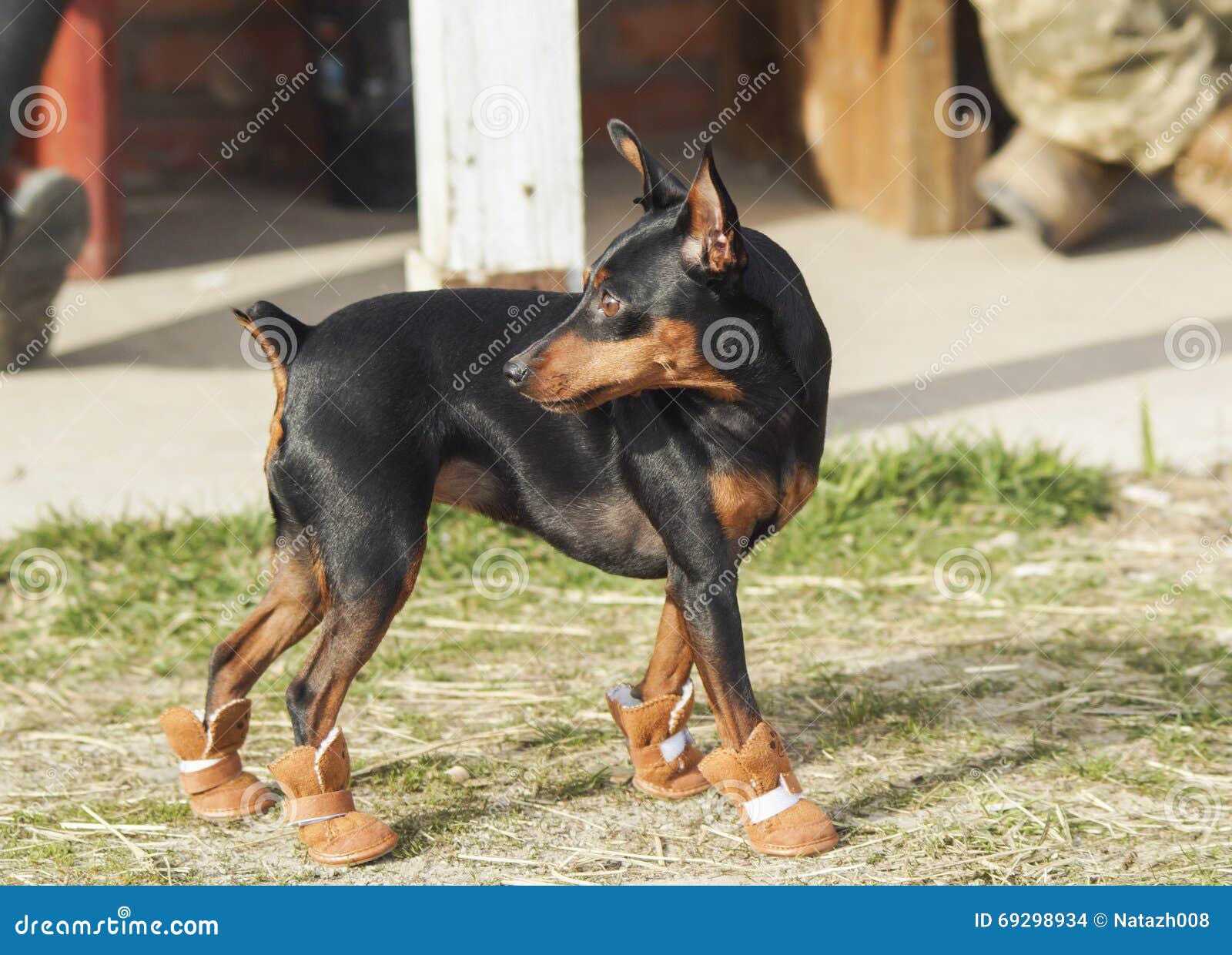 Big Black Dog And The Little Brown Are Standing Stock Photo