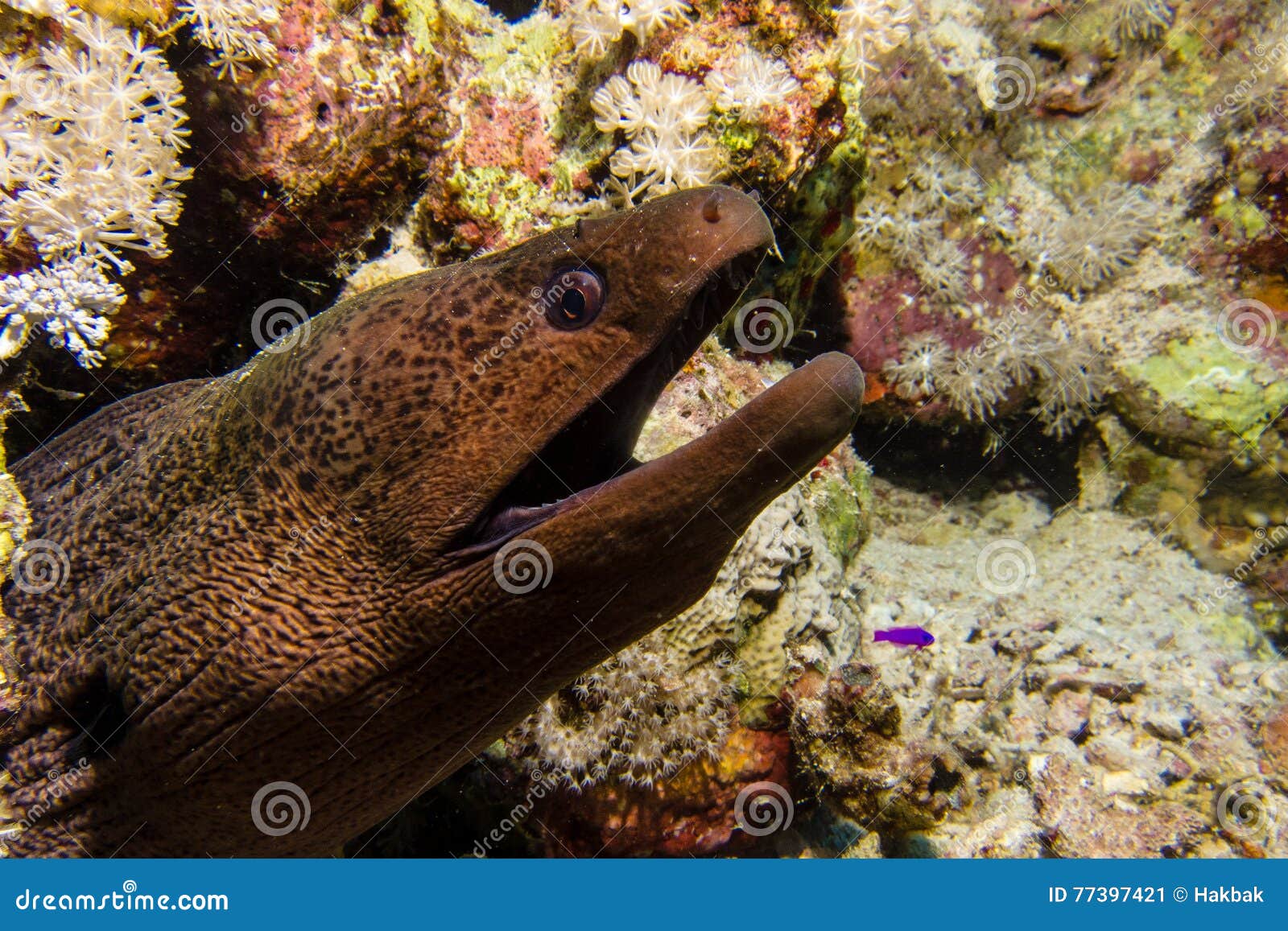 Big black moray eel stock image. Image of landscape, blue 77397421