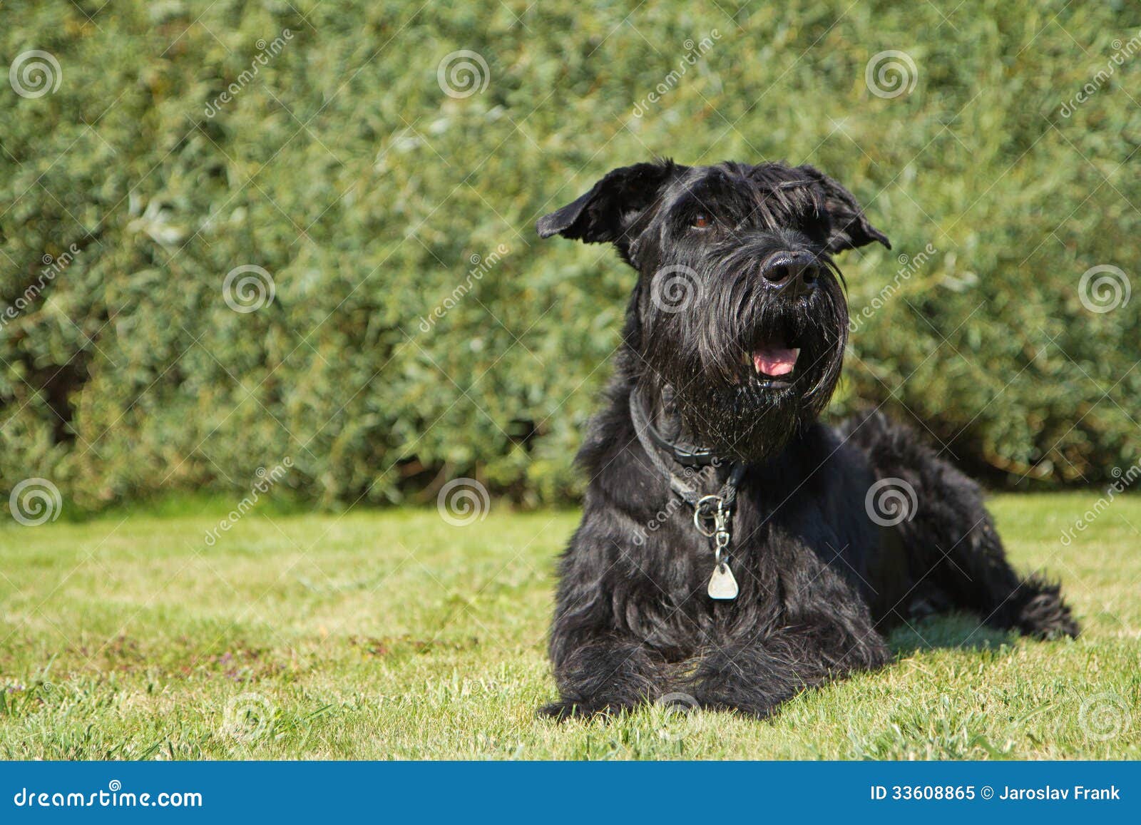 Big Black Schnauzer Dog is Lying at the Lawn Stock Image - Image of ...