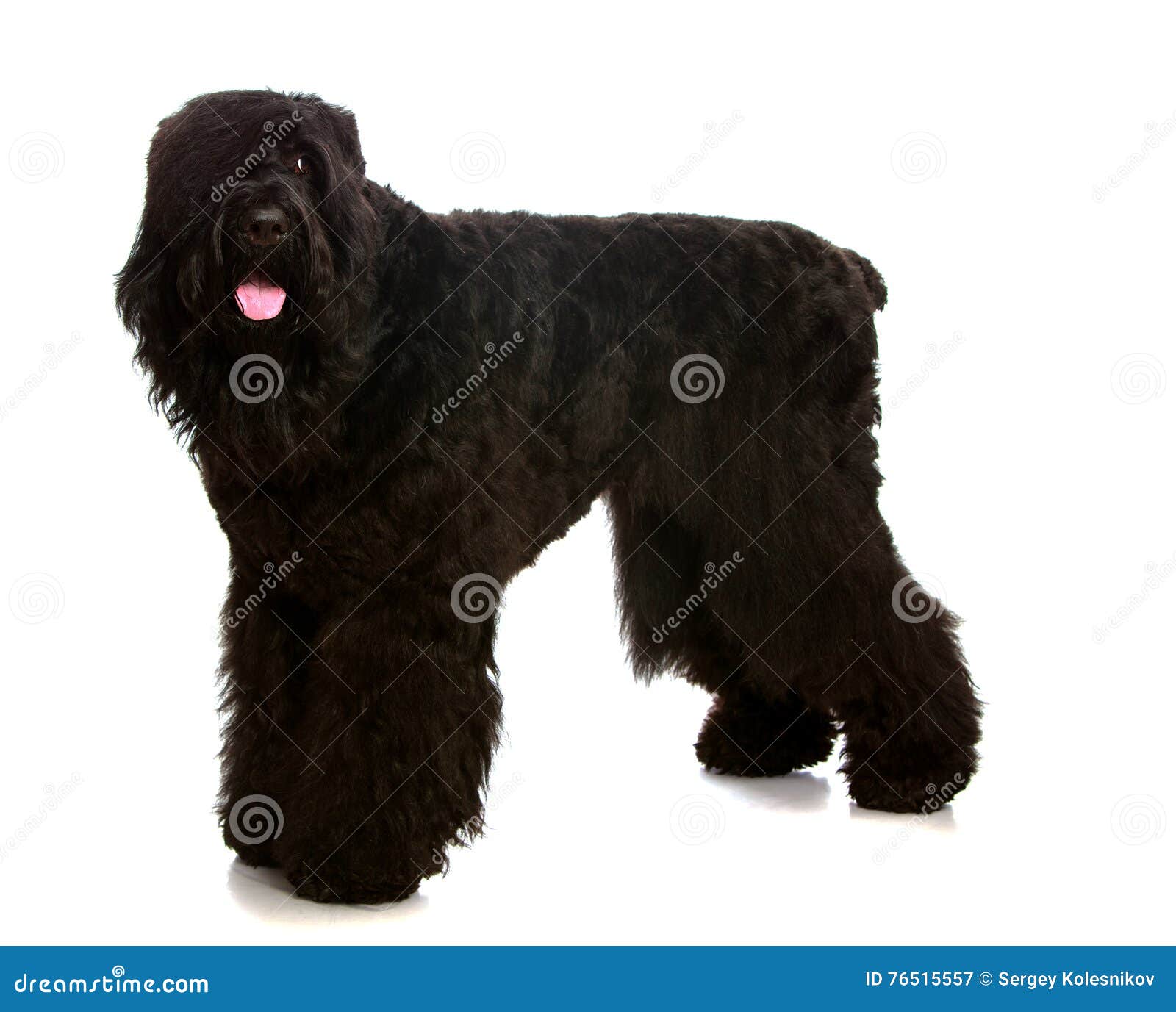 big black shaggy dog breeds