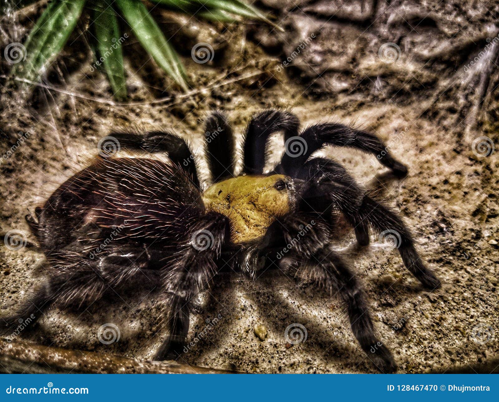 A Big Black Tarantula Spider with Hairy Long Legs. it Move Slowly and ...