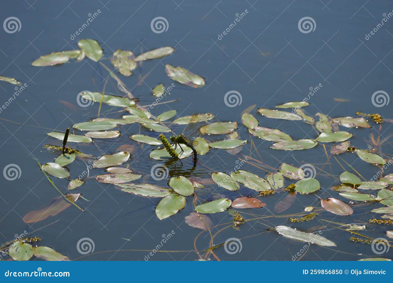 Big Blue Dragonfly Lays Eggs in the Lake Stock Photo Image of spring