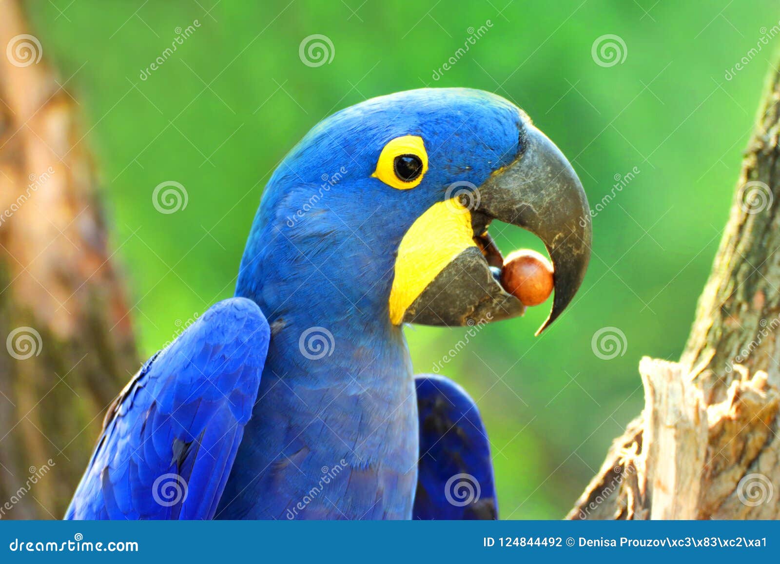 mode i dag Enig med Big Blue Parrot Ara Hyacinth Macaw with Food, Anodorhynchus Hyacinthinus  Stock Photo - Image of animal, macaw: 124844492