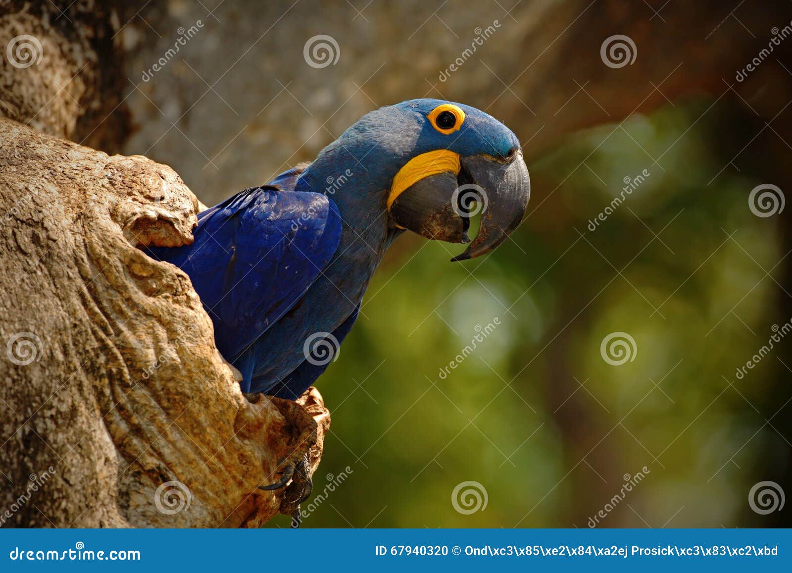 big blue parrot hyacinth macaw, anodorhynchus hyacinthinus, in tree nest cavity, pantanal, brazil, south america