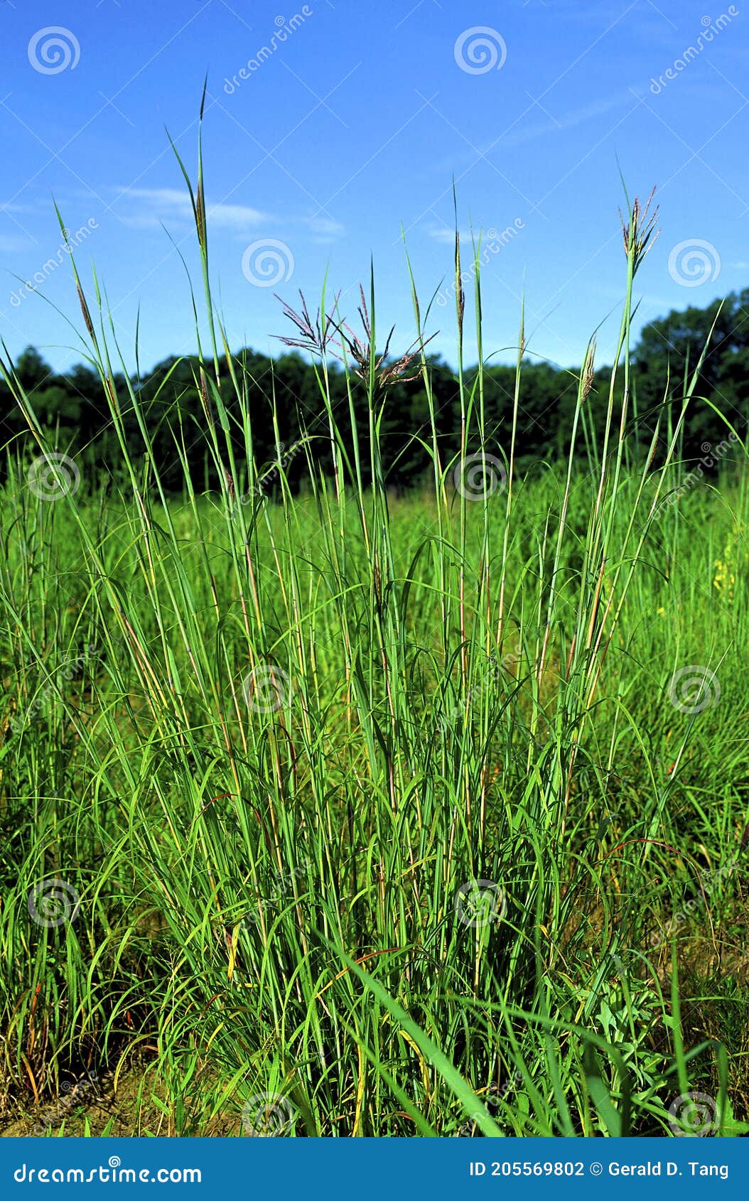 big bluestem   38381