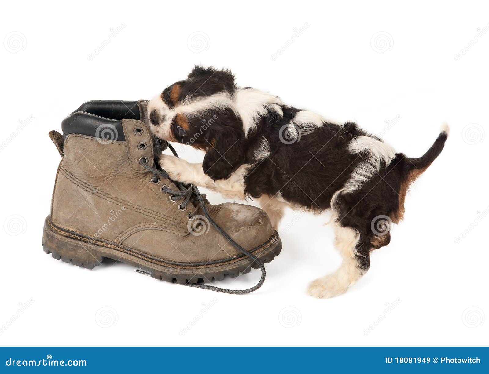 Big boot with small dog stock image. Image of playing - 18081949