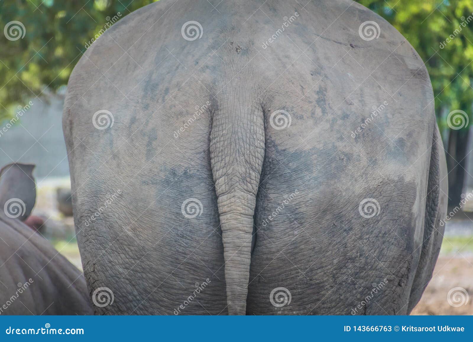 носорогу в жопе голова фото 38