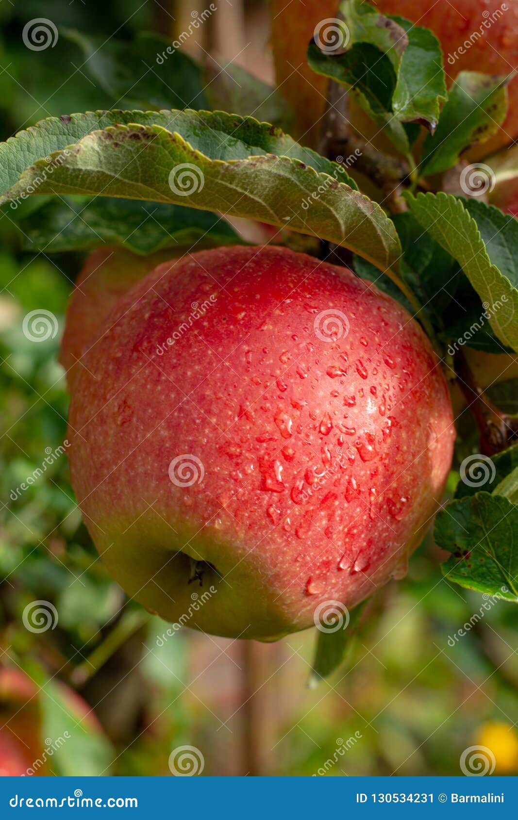Big Braeburn Apples Riping on the Apple Tree Stock Image Image of
