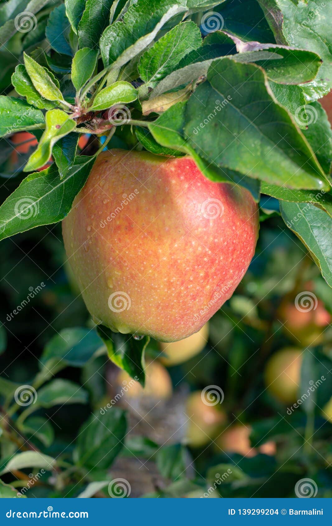 Big Braeburn Apples Riping on the Apple Tree Stock Photo Image of