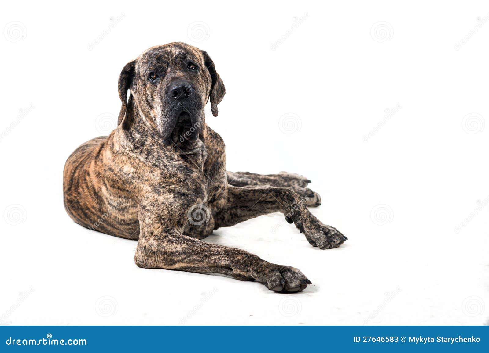 big brazilan fila dog lying