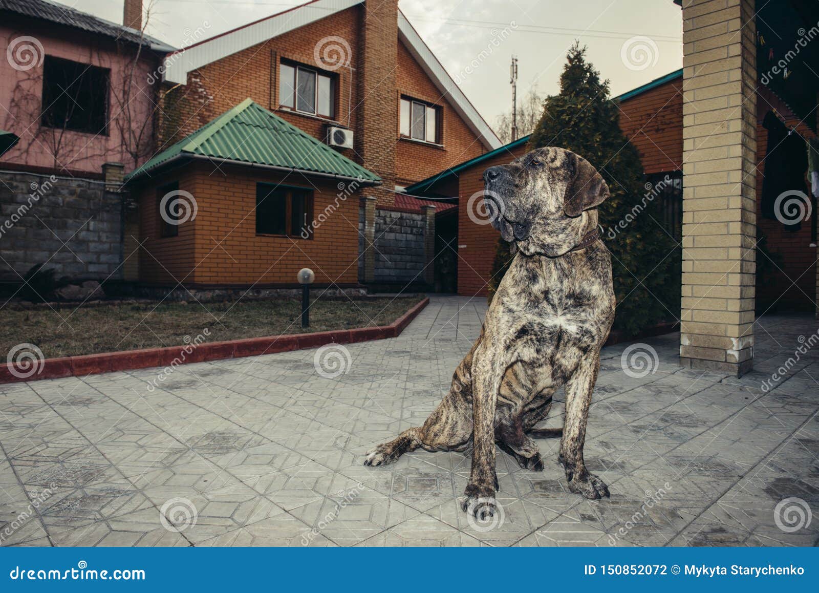 big brazilian fila dog protecting the property sitting in the yard.