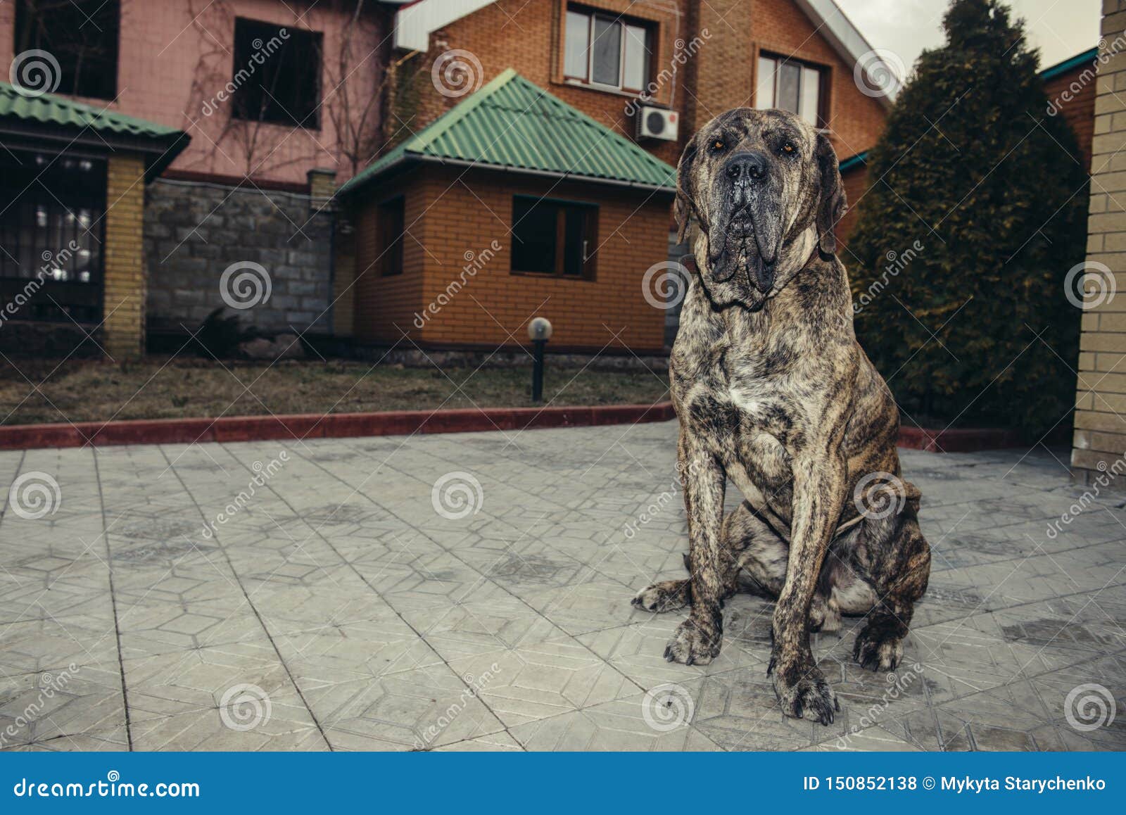 A black brindle Fila Brasileiro is sitting in front of a stone