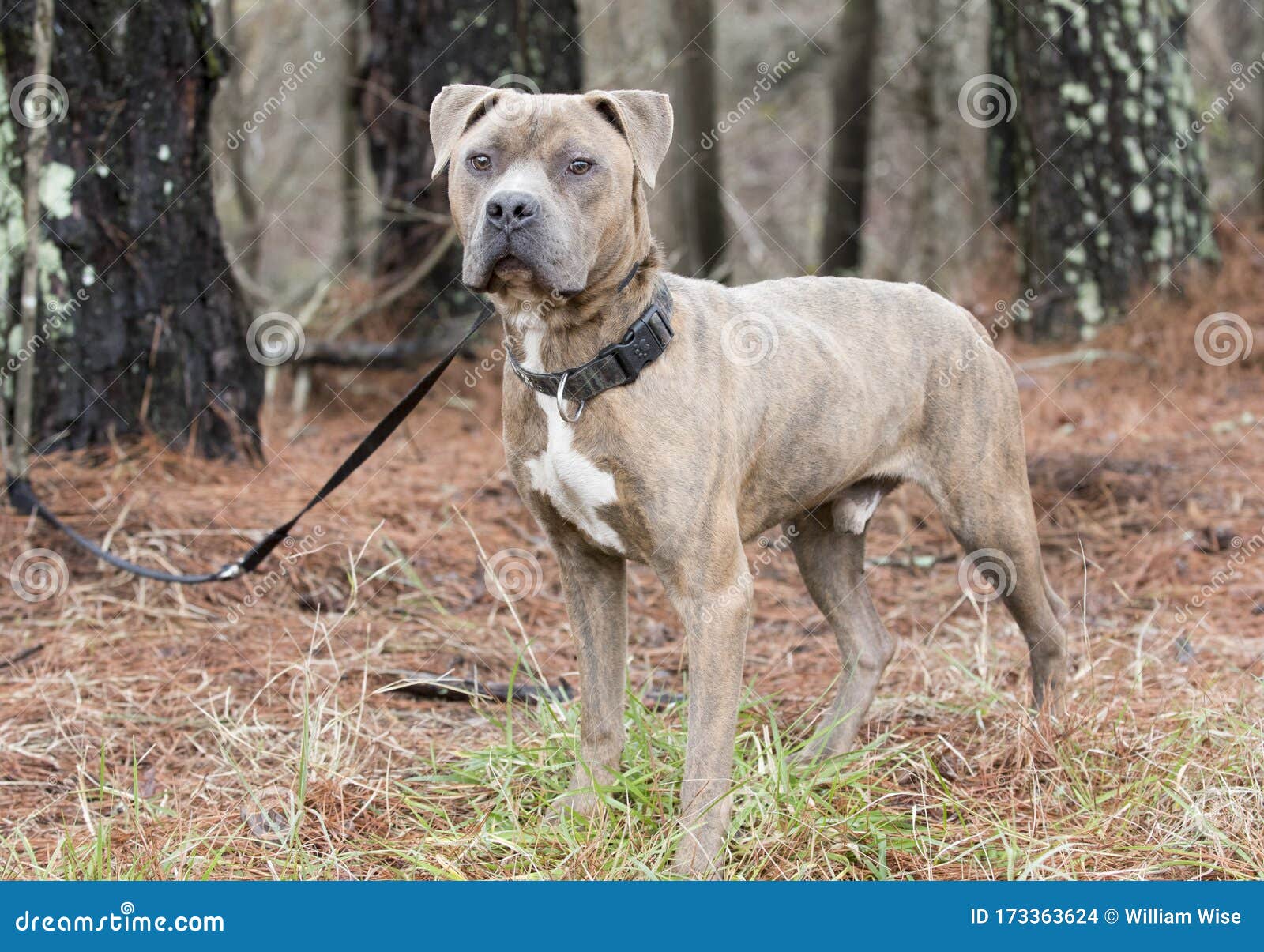 male brindle pitbull