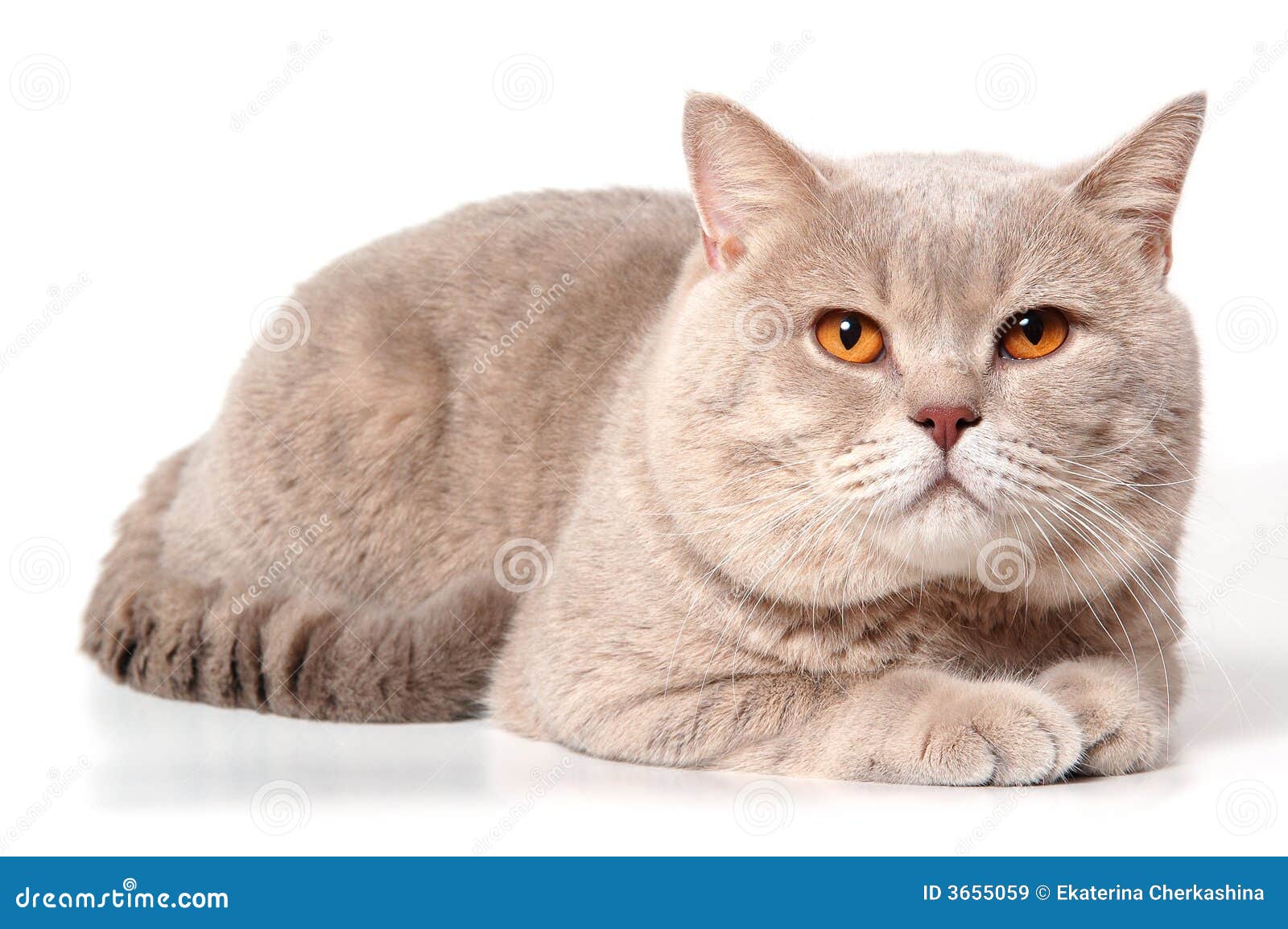 Big british lilac  cat  stock image Image of tail 