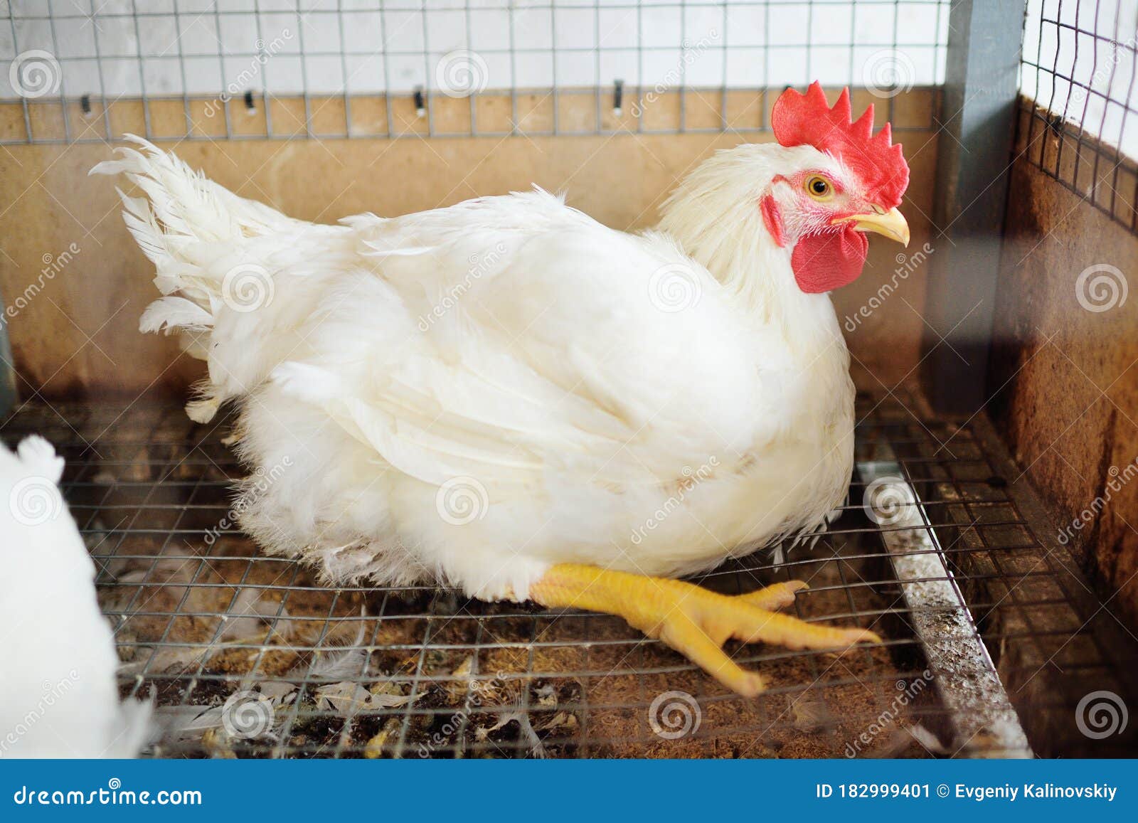 big chicken farm broiler chickens