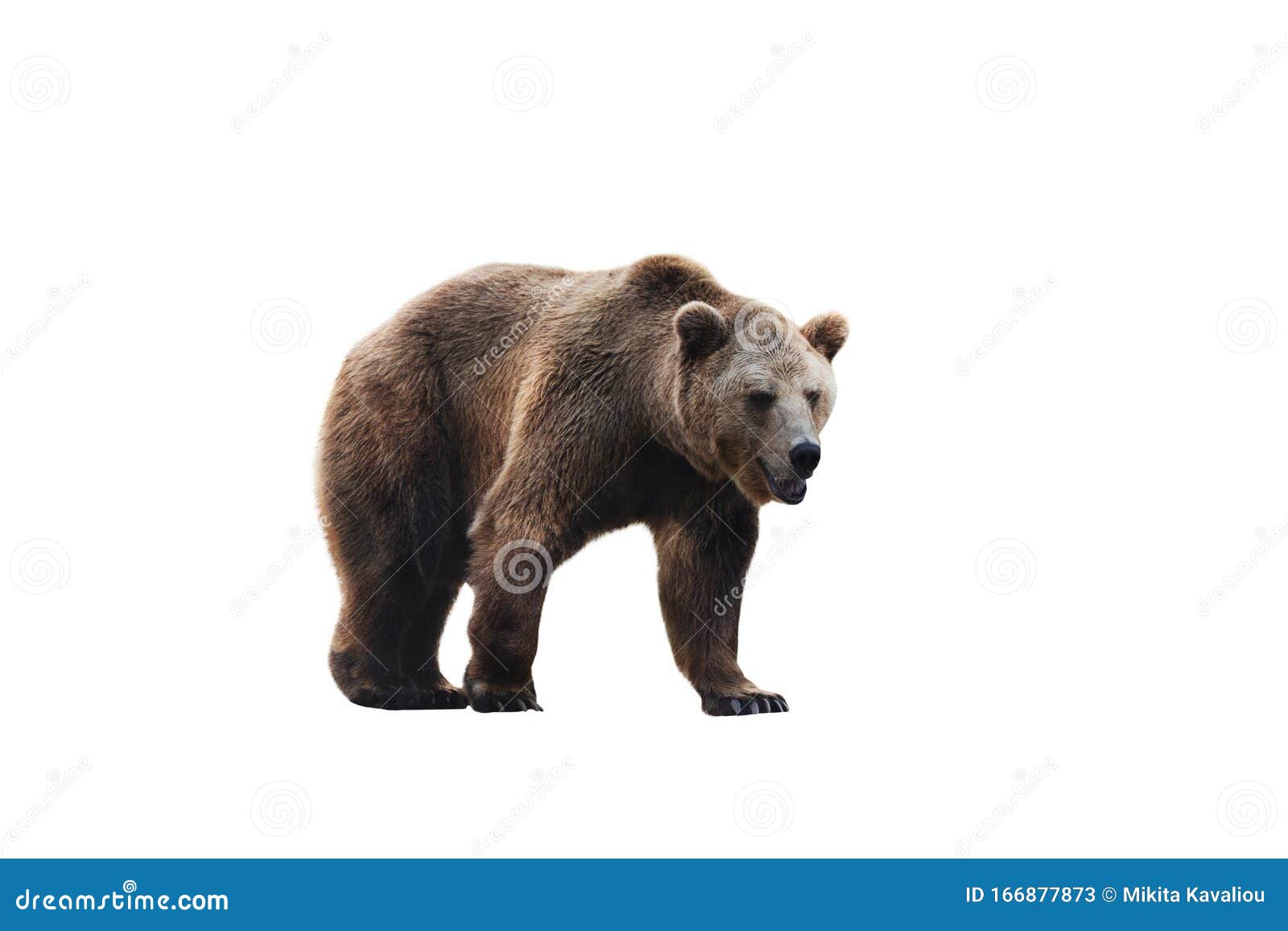 big brown bear  on white background.