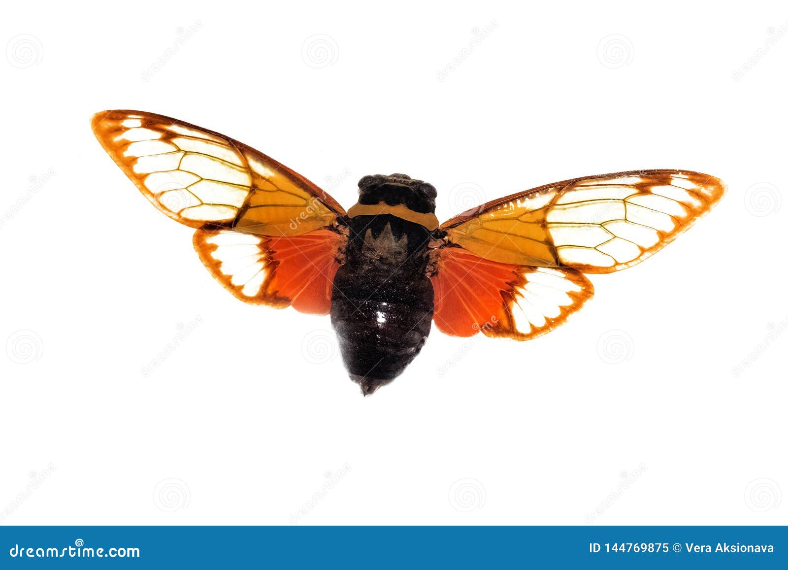 big brown beetle, isolate on a white background, cicadidae, pomponia imperatoria